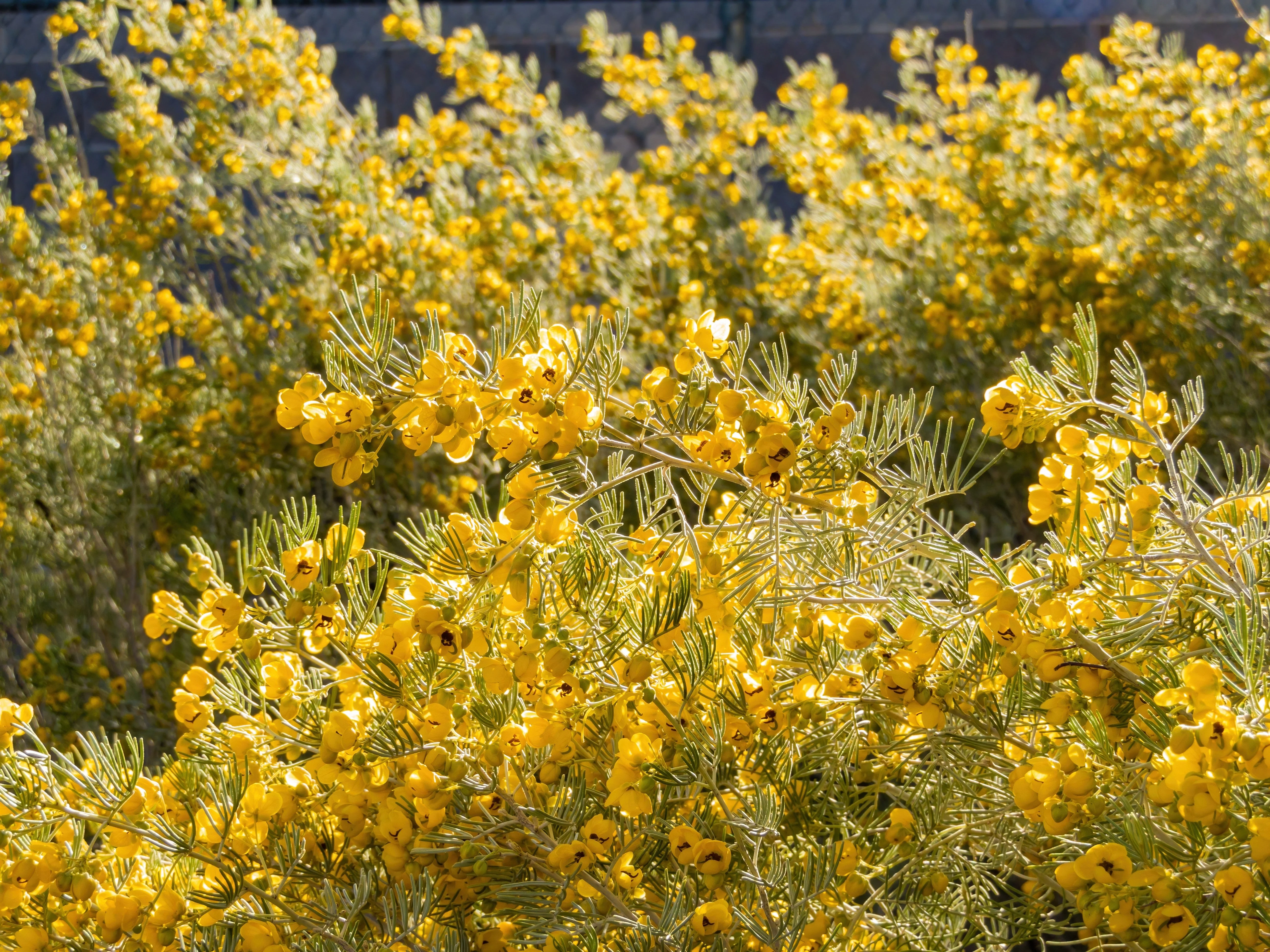 50 Yellow FEATHERY Silver CASSIA Green Senna Artemisioides Seeds - Image 5