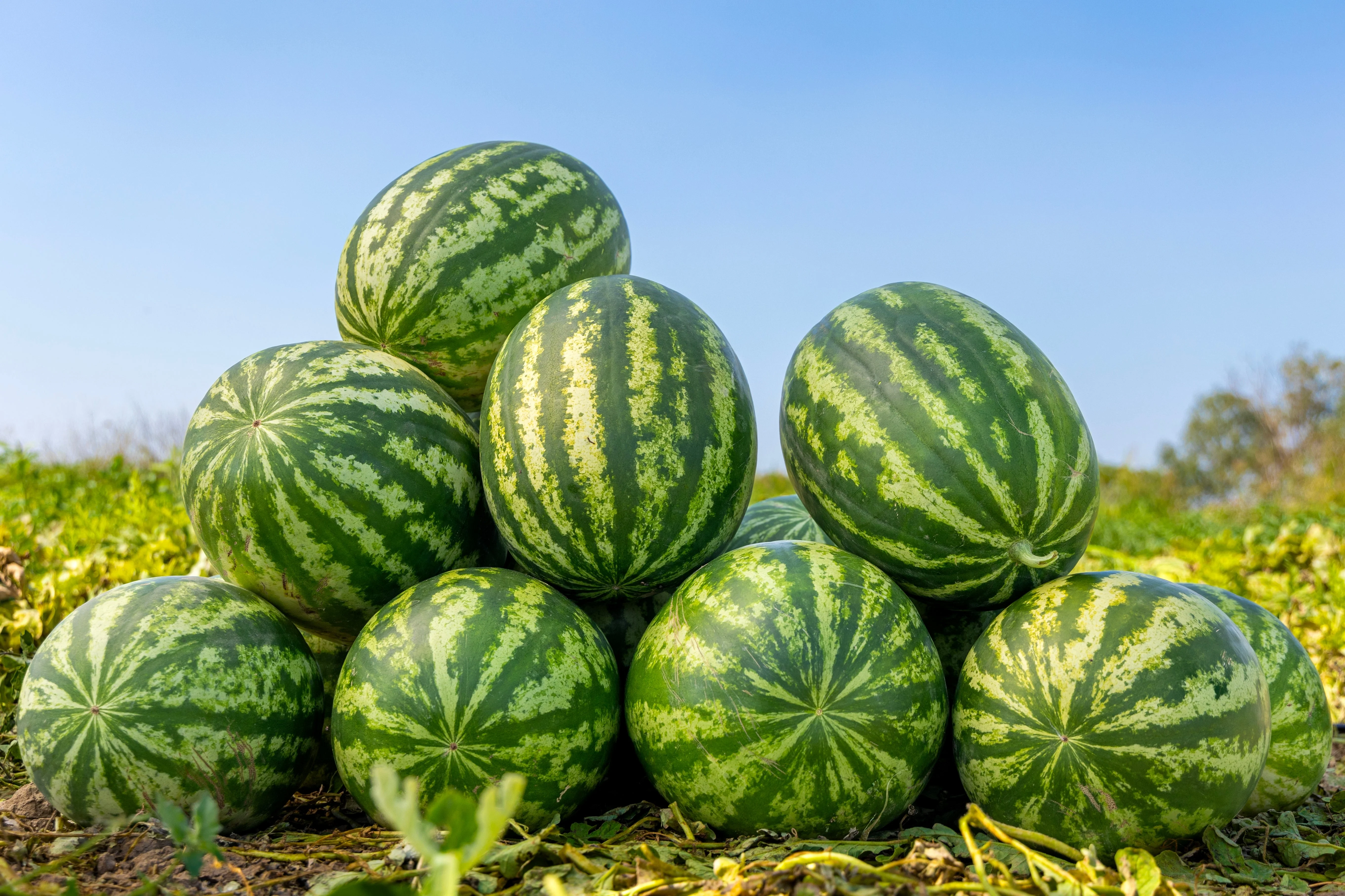 50 Yellow Flesh YELLOW CRIMSON WATERMELON Melon Fruit Vine Seeds - Image 4