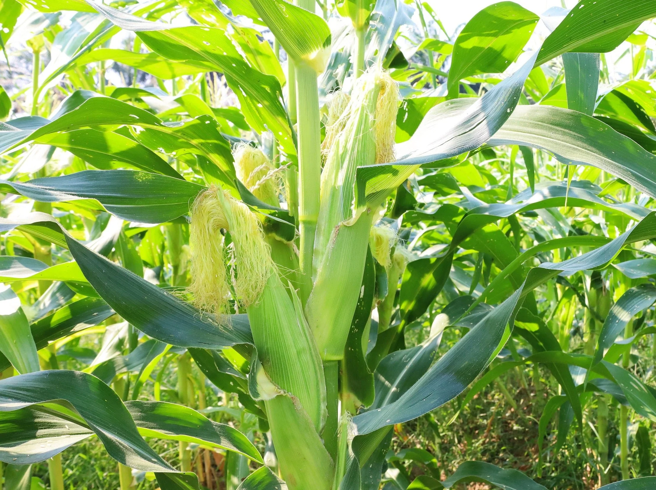 50 Yellow JUBILEE CORN Sweet Corn Zea Mays Vegetable Seeds - Image 5