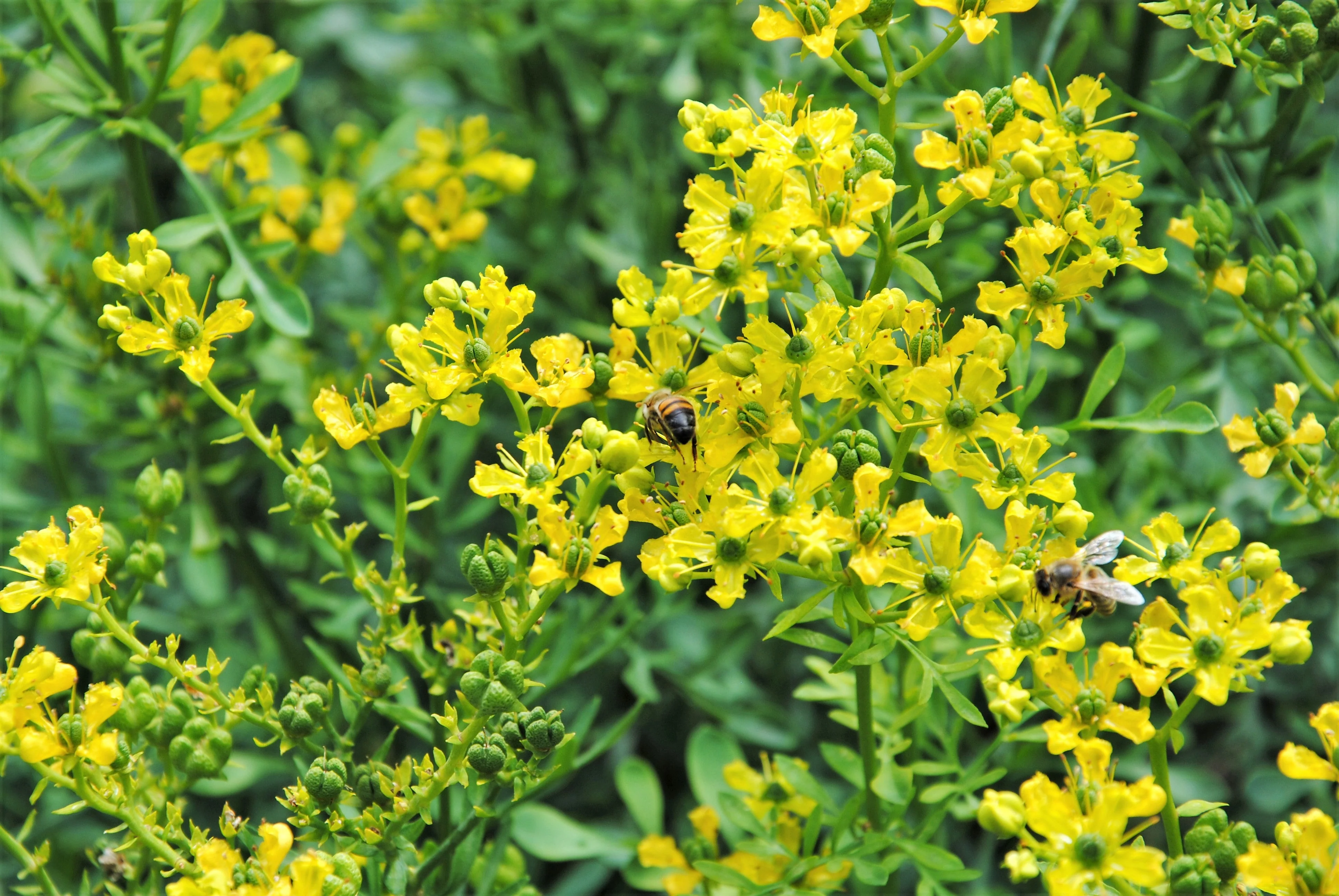 50 YELLOW RUE Herb of Grace Common Ruta Graveolens Fragrant Evergreen Flower Seeds - Image 3