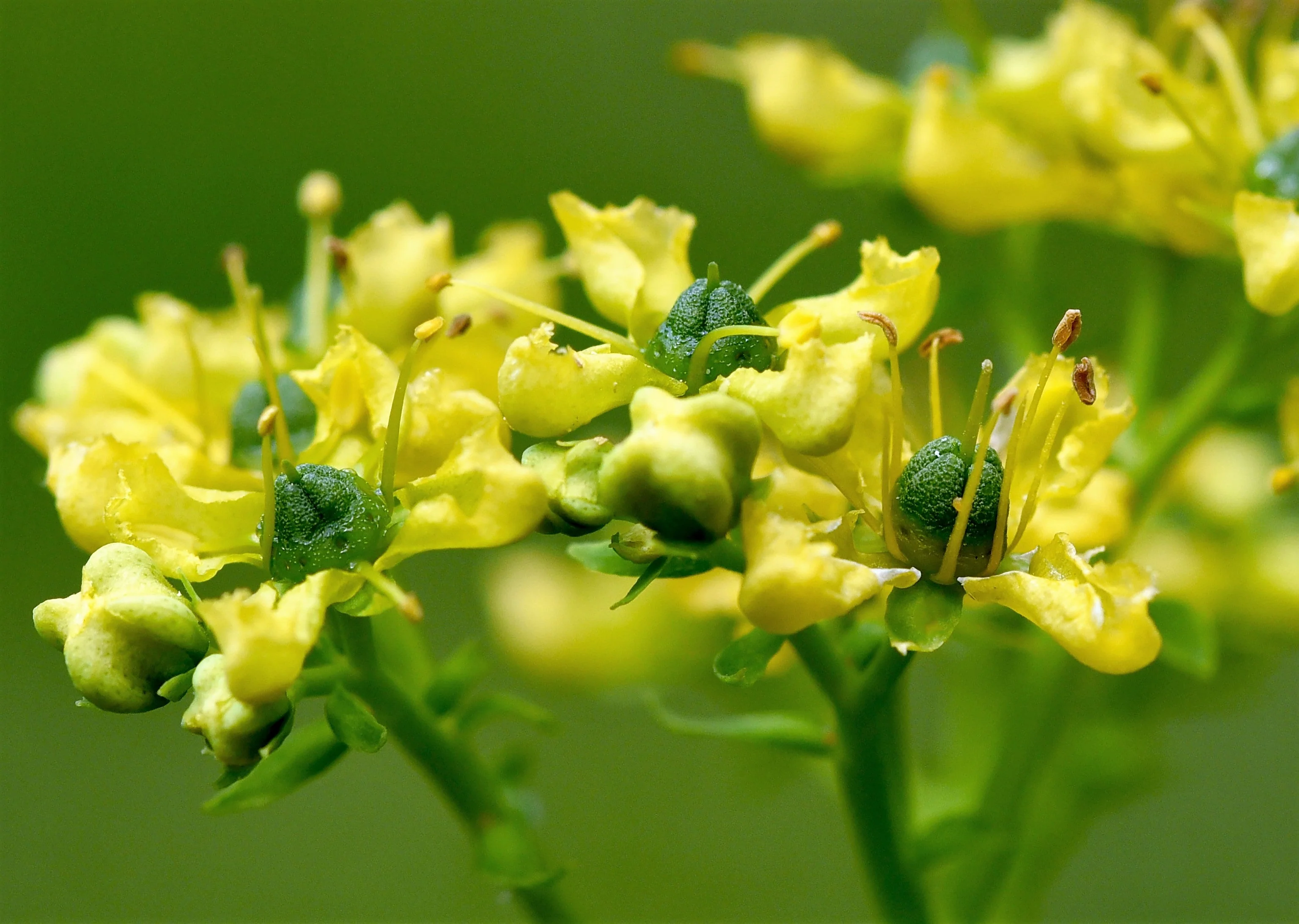 50 YELLOW RUE Herb of Grace Common Ruta Graveolens Fragrant Evergreen Flower Seeds - Image 4