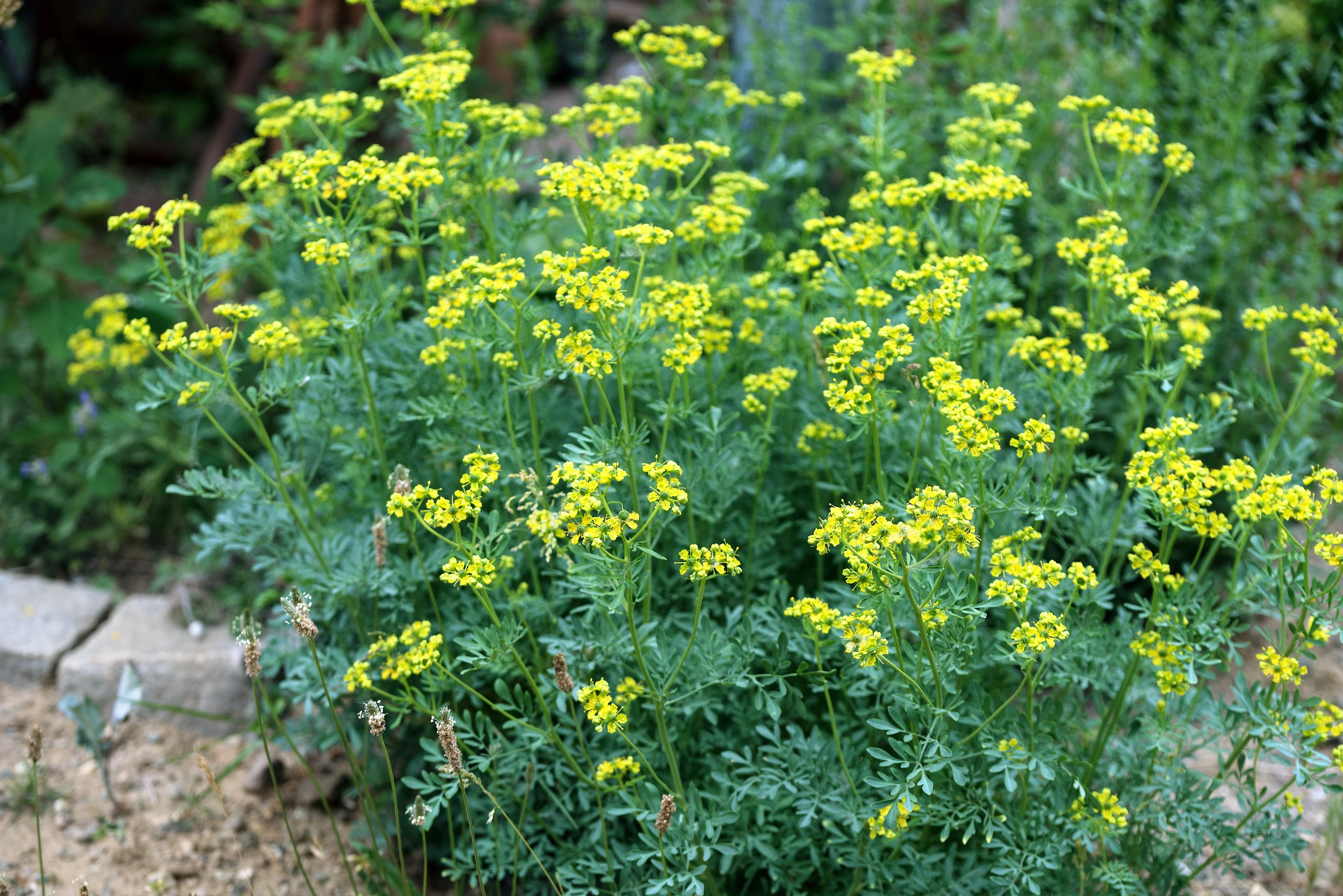 50 YELLOW RUE Herb of Grace Common Ruta Graveolens Fragrant Evergreen Flower Seeds - Image 6