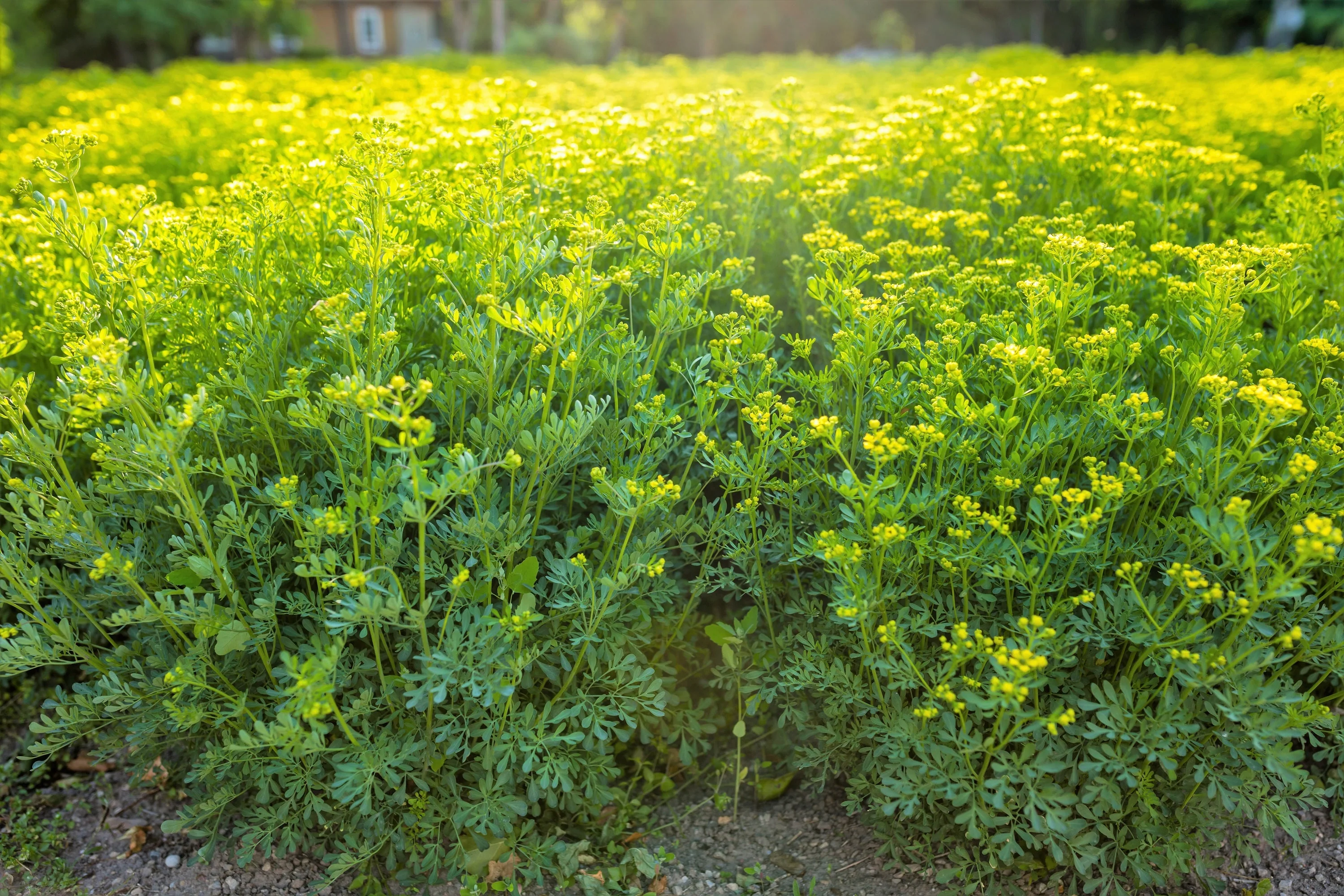 50 YELLOW RUE Herb of Grace Common Ruta Graveolens Fragrant Evergreen Flower Seeds - Image 8