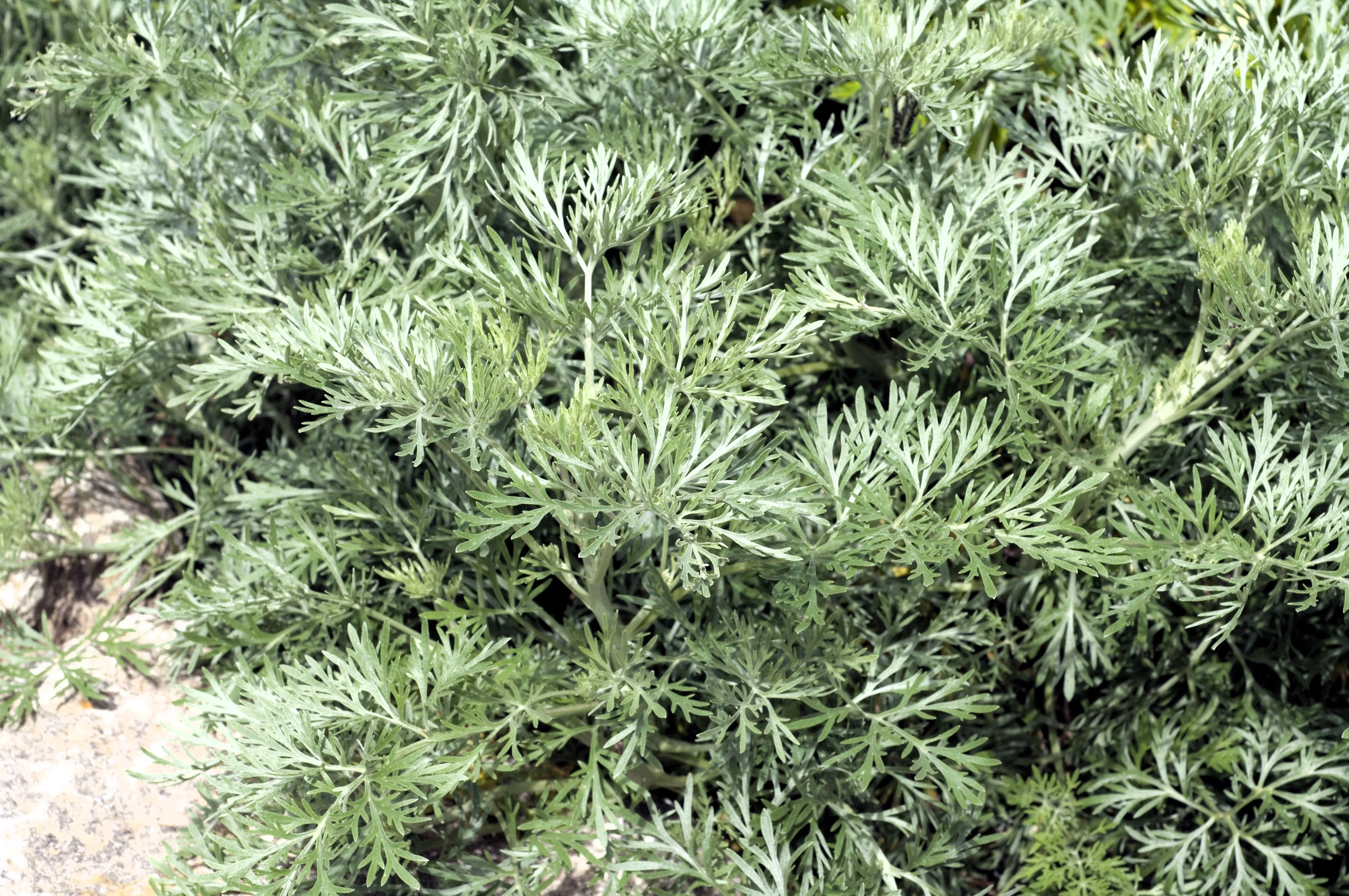500 ABSINTHE WORMWOOD Common Artemisia Absinthium Green Ginger Herb Flower Seeds - Image 2