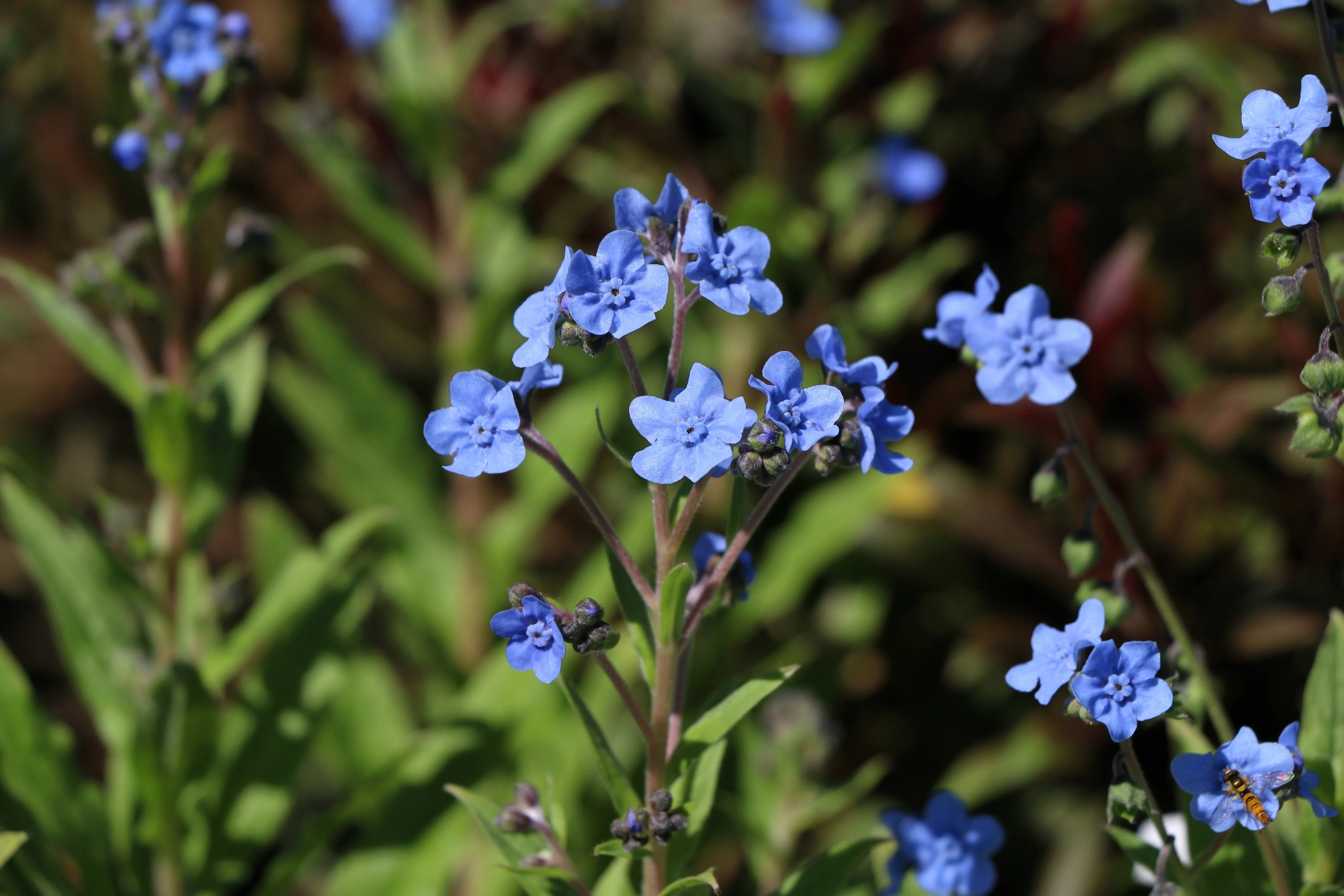 500 Blue Chinese FORGET ME NOT (Hounds Tongue) Cynoglossum Amabile Flower Seeds - Image 11