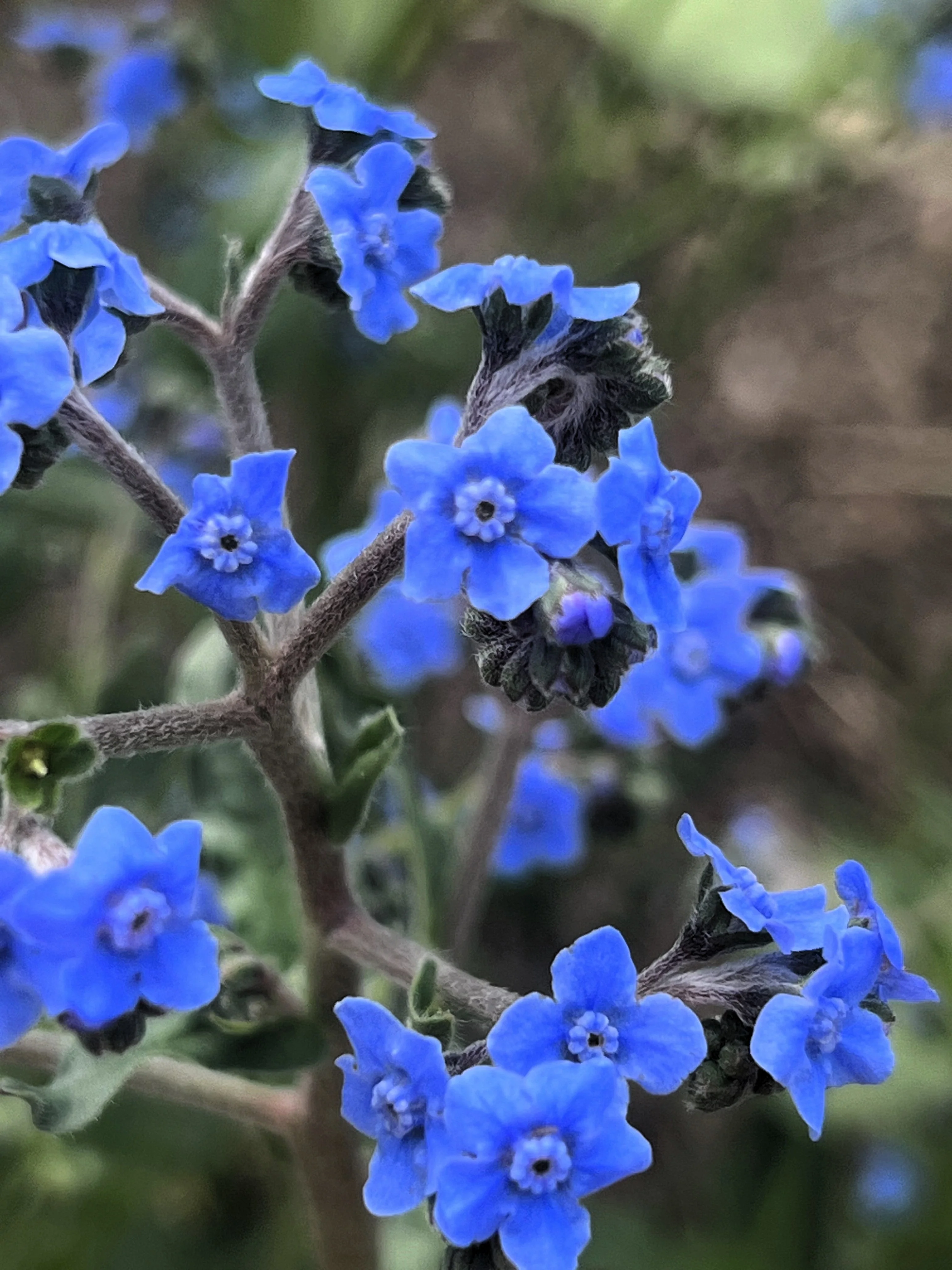 500 Blue Chinese FORGET ME NOT (Hounds Tongue) Cynoglossum Amabile Flower Seeds - Image 2