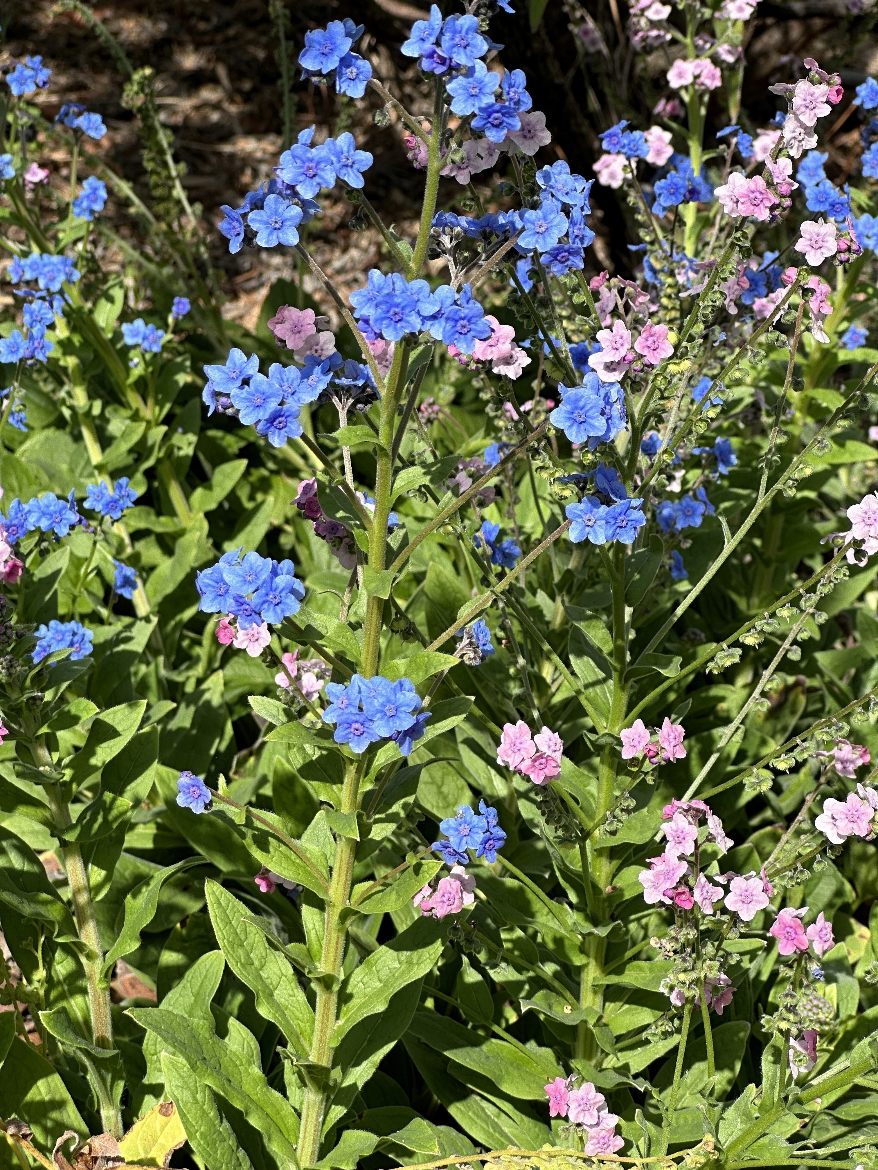 500 Blue Chinese FORGET ME NOT (Hounds Tongue) Cynoglossum Amabile Flower Seeds - Image 3