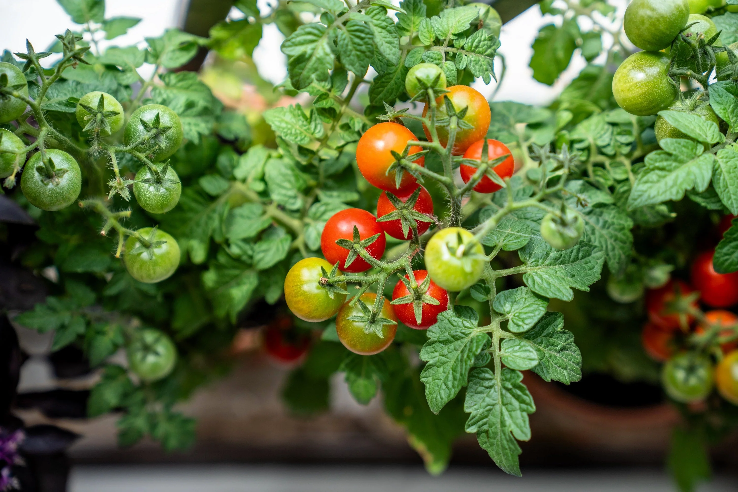 500 BULK Dwarf Cherry TOMATO TINY TIM Solanum Lycoperscium Red Fruit Seeds - Image 8