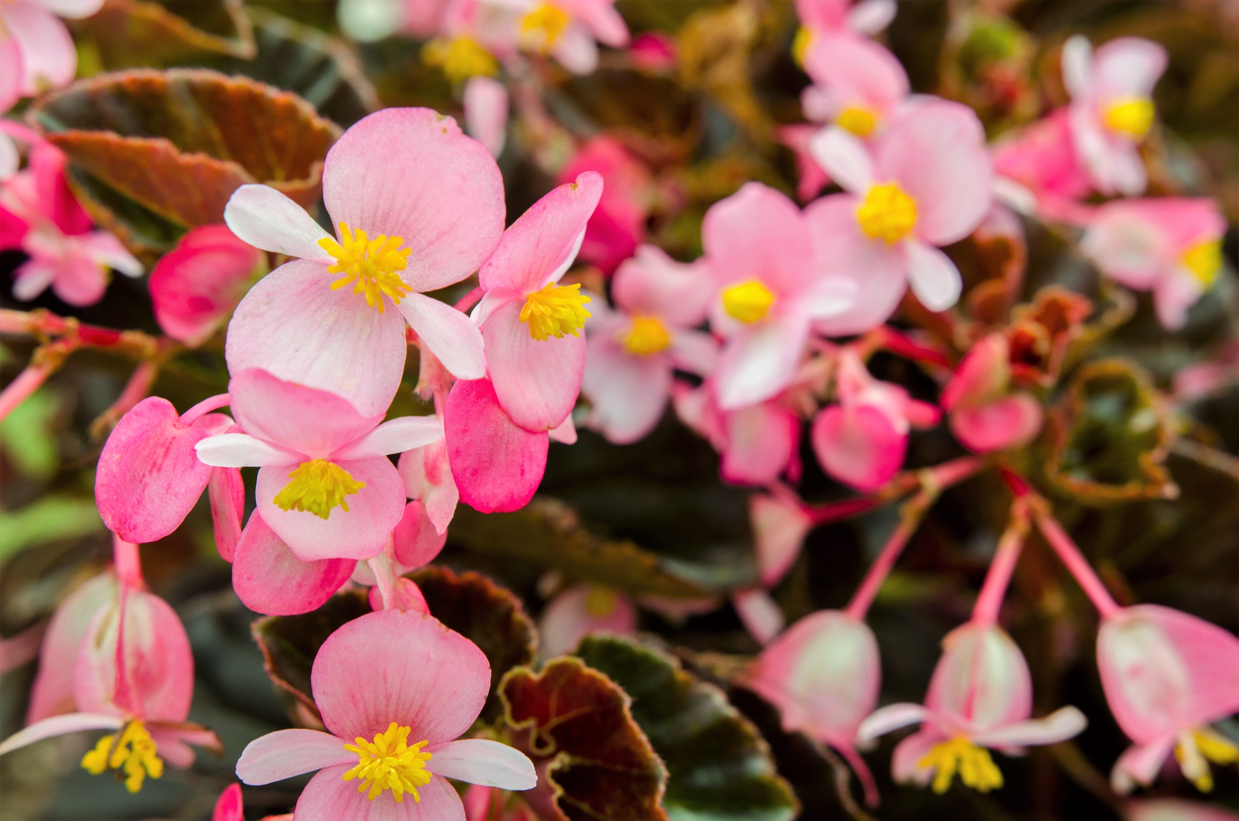 500 BULK HARDY BEGONIA Grandis Rose Pink Perennial Sun - Shade Flower Seeds - Image 3