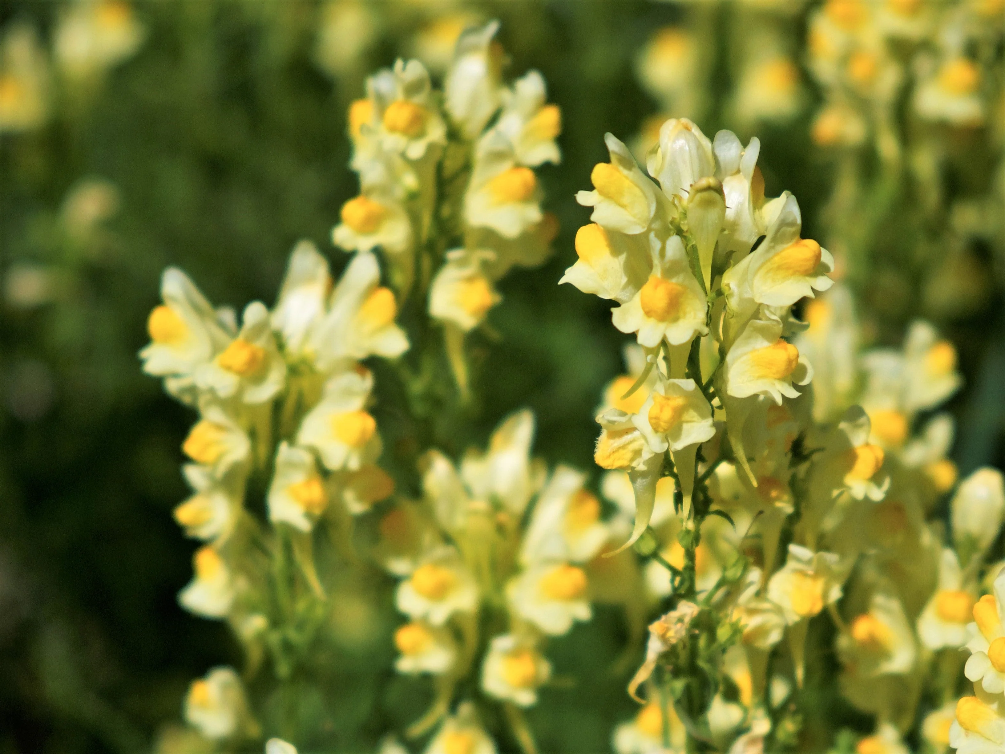 500 BUTTER & EGGS TOADFLAX Linaria Vulgaris Wild Snapdragon Bicolor Yellow Flower Seeds - Image 5