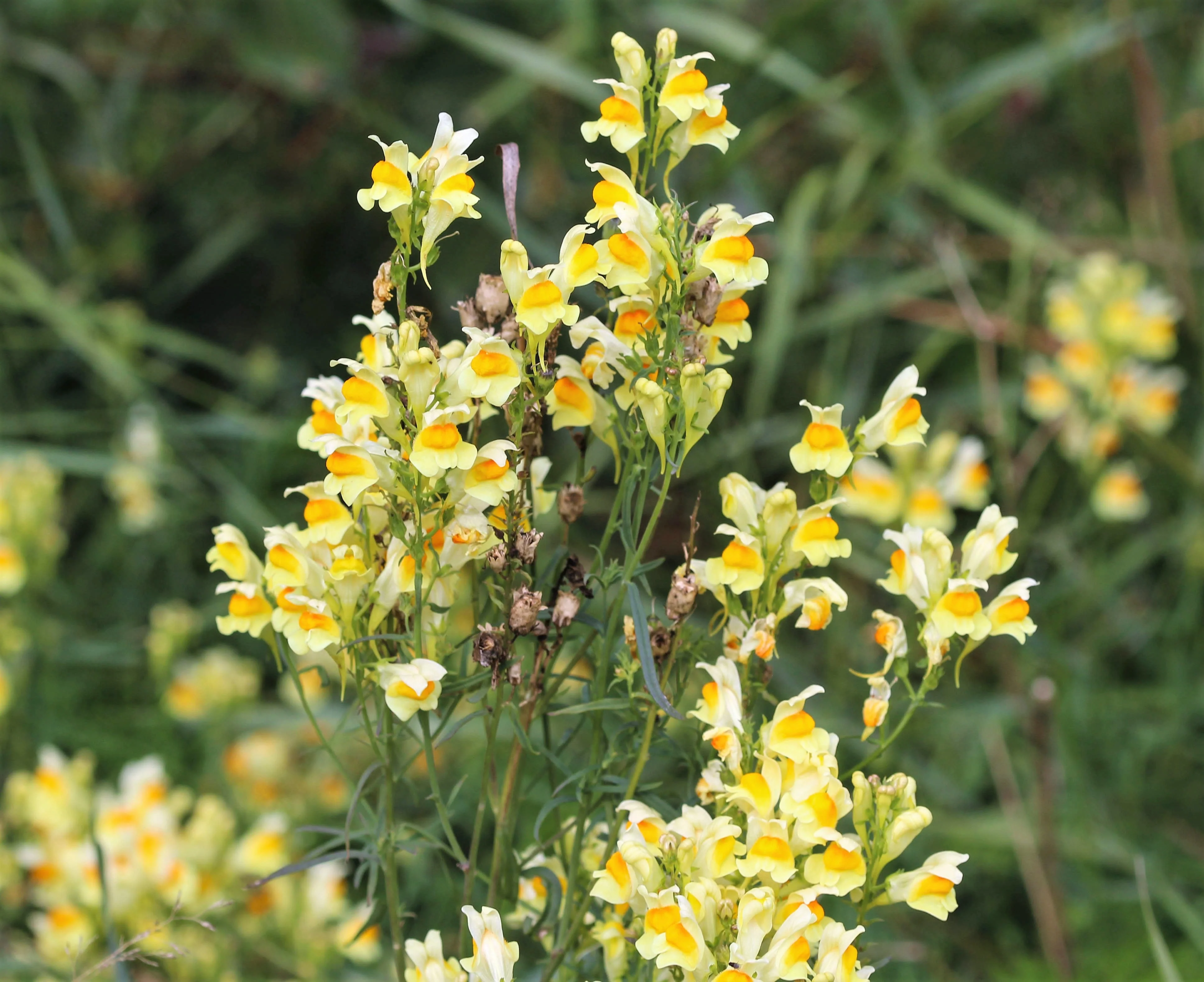 500 BUTTER & EGGS TOADFLAX Linaria Vulgaris Wild Snapdragon Bicolor Yellow Flower Seeds - Image 6