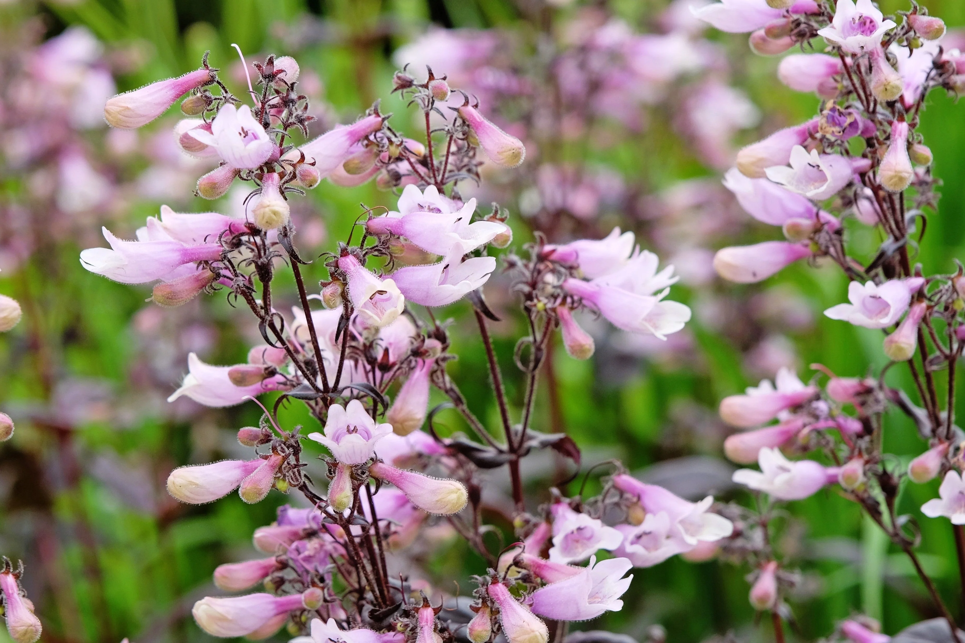 500 CALICO BEARDTONGUE (Smooth Beardtongue / Eastern Beardtongue) Penstemon Calycosus Flower Seeds - Image 4