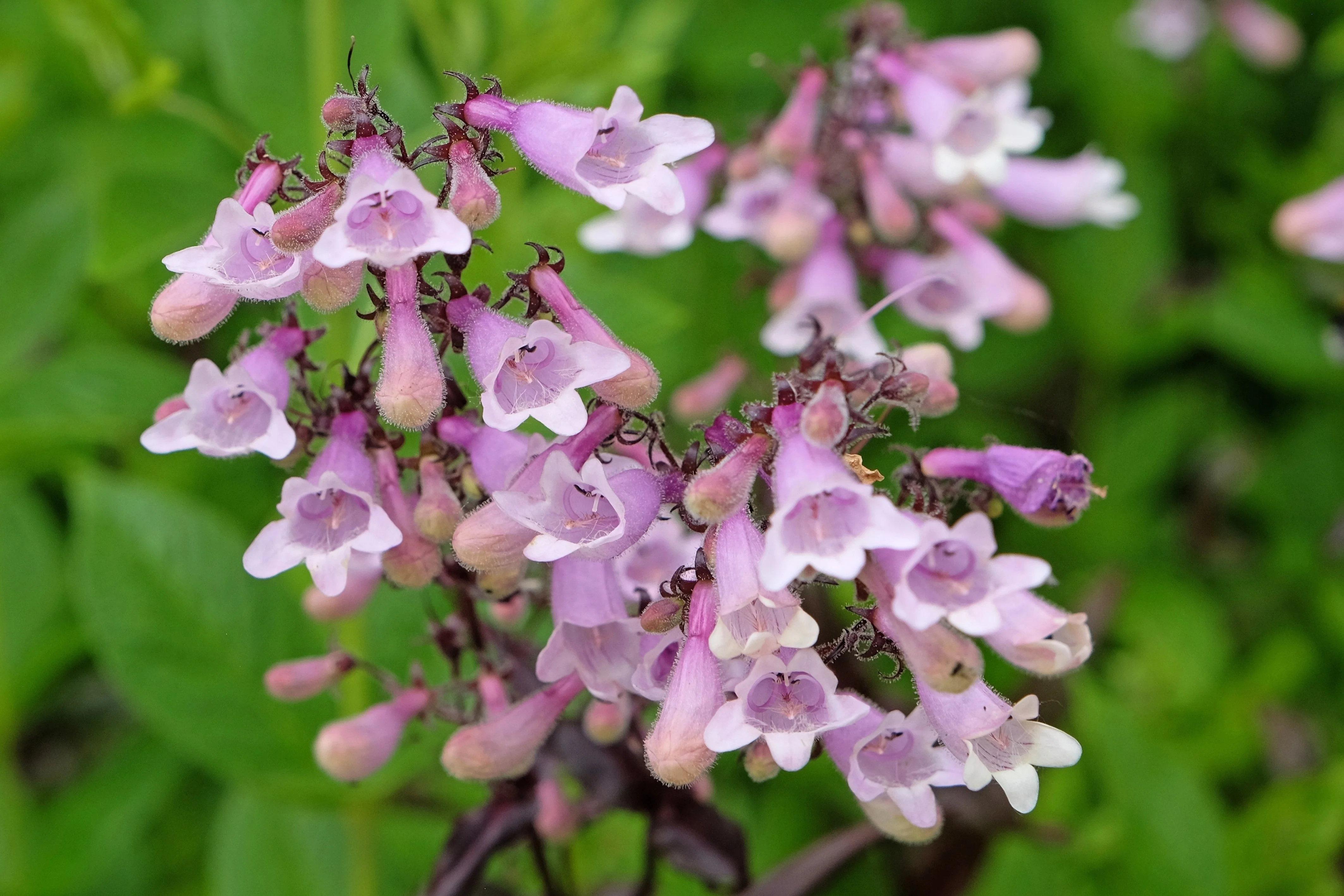 500 CALICO BEARDTONGUE (Smooth Beardtongue / Eastern Beardtongue) Penstemon Calycosus Flower Seeds - Image 5
