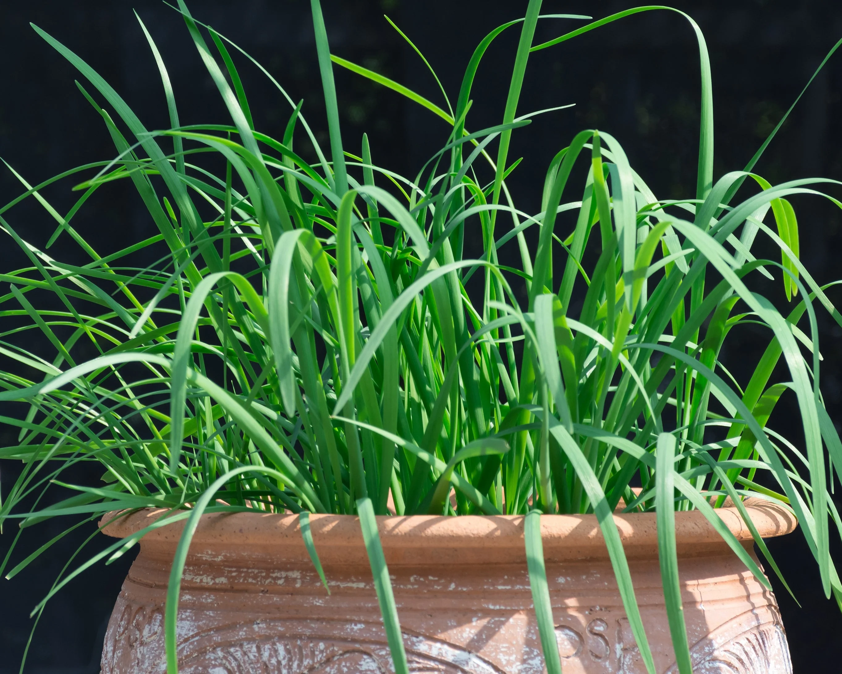 500 CHINESE LEEK (Oriental Garlic / Garlic Chives / Chinese Chives / Flat Chives) Allium Tuberosum Vegetable Seeds - Image 8