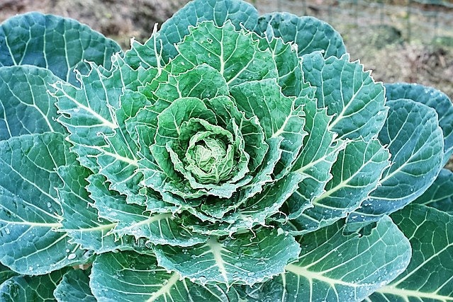 500 COPENHAGEN MARKET Early CABBAGE Heirloom Brassica Oleracea Vegetable Seeds - Image 2