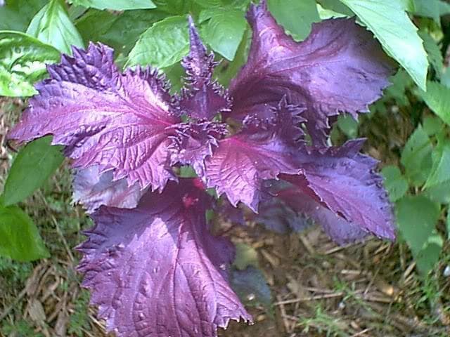 500 DARK OPAL BASIL (Purple Ruffles) Ocimum Basilicum Herb Flower Seeds - Image 4
