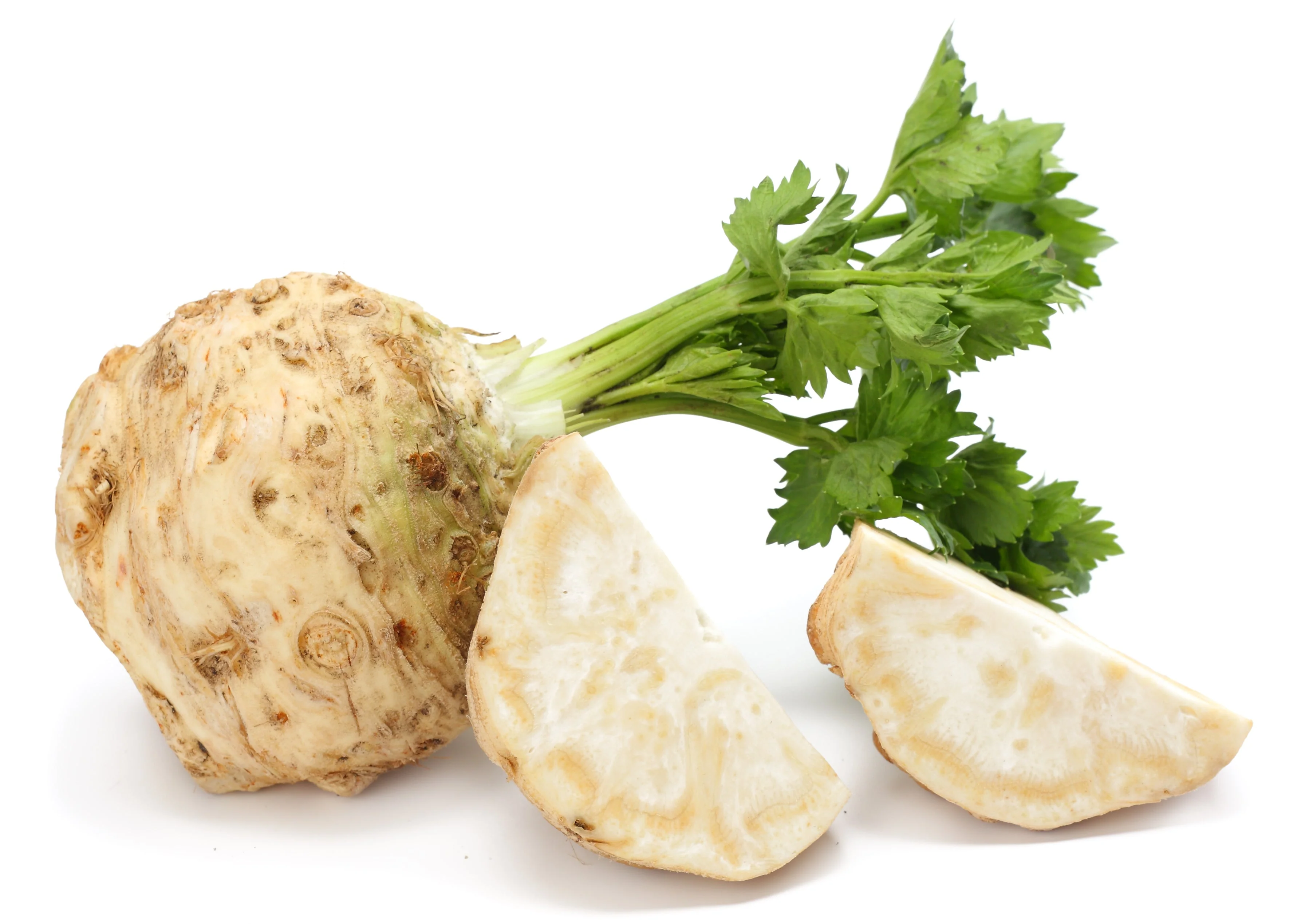 500 GIANT PRAGUE CELERIAC Apium Graveolens Celery Root Vegetable Seeds - Image 4