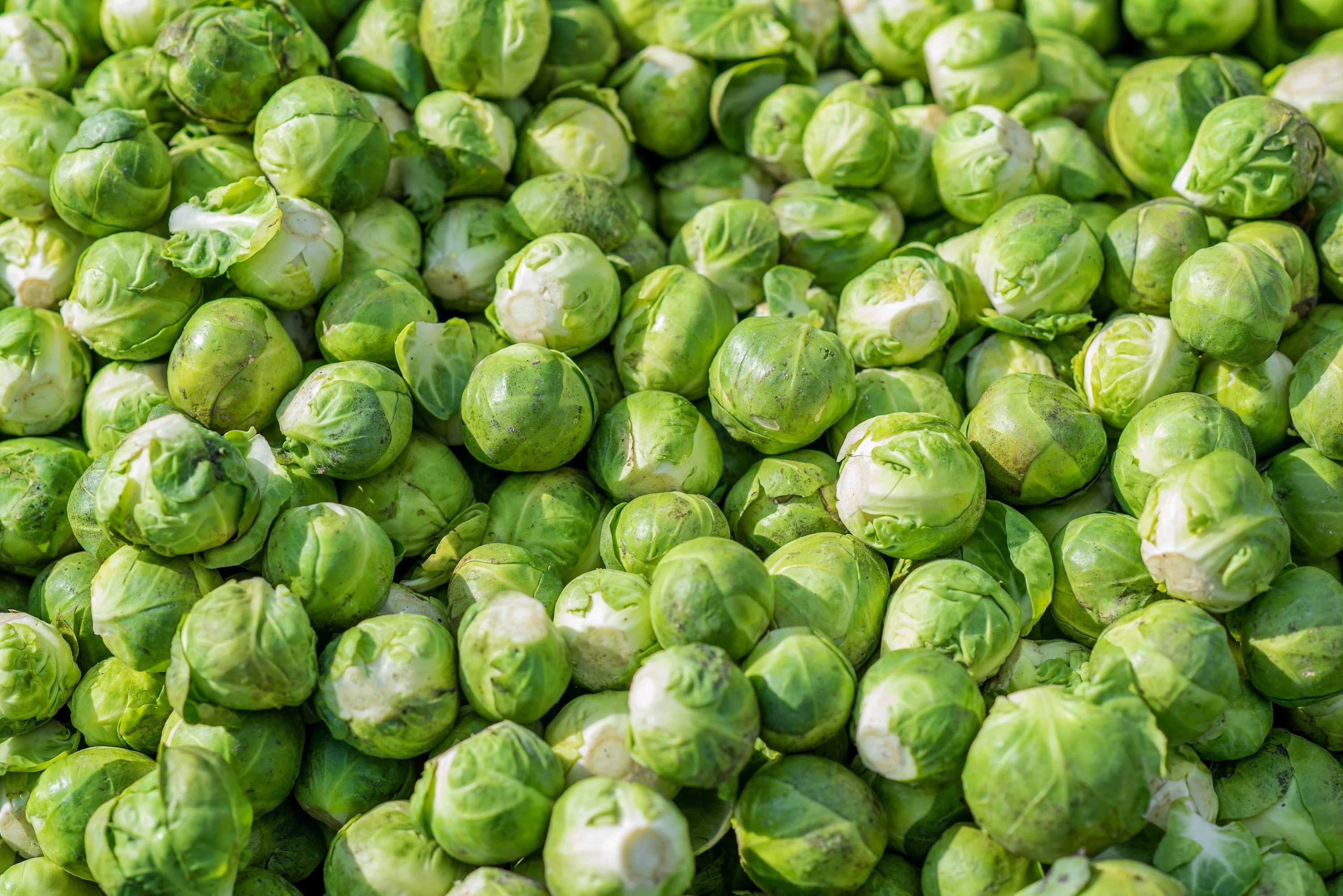 500 HEIRLOOM BRUSSEL SPROUT Brassica Oleracea Green Long Island Vegetable Seeds - Image 3