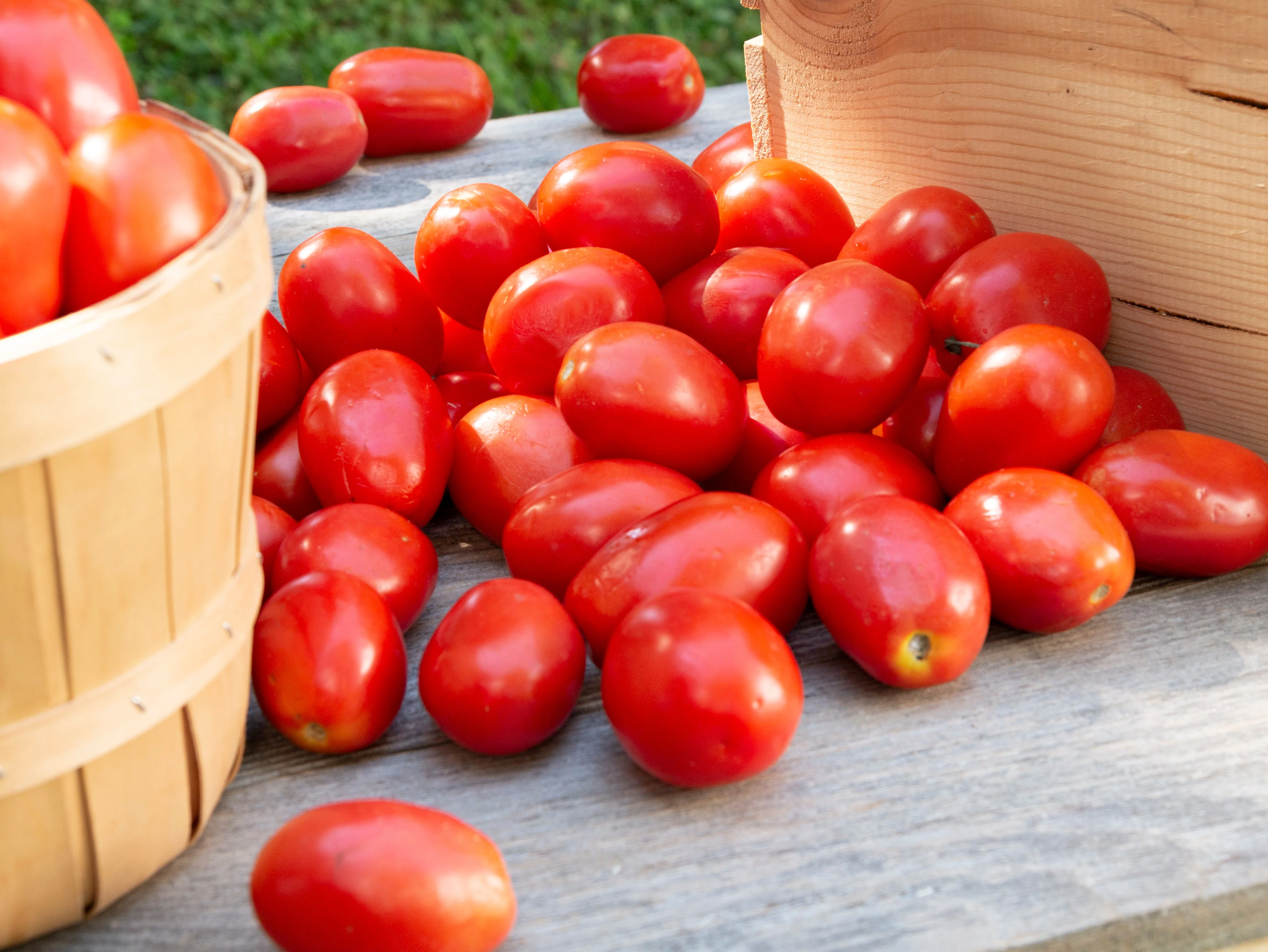 500 ITALIAN ROMA TOMATO Lycopersicon Lycopersicum Fruit Vegetable Seeds - Image 2
