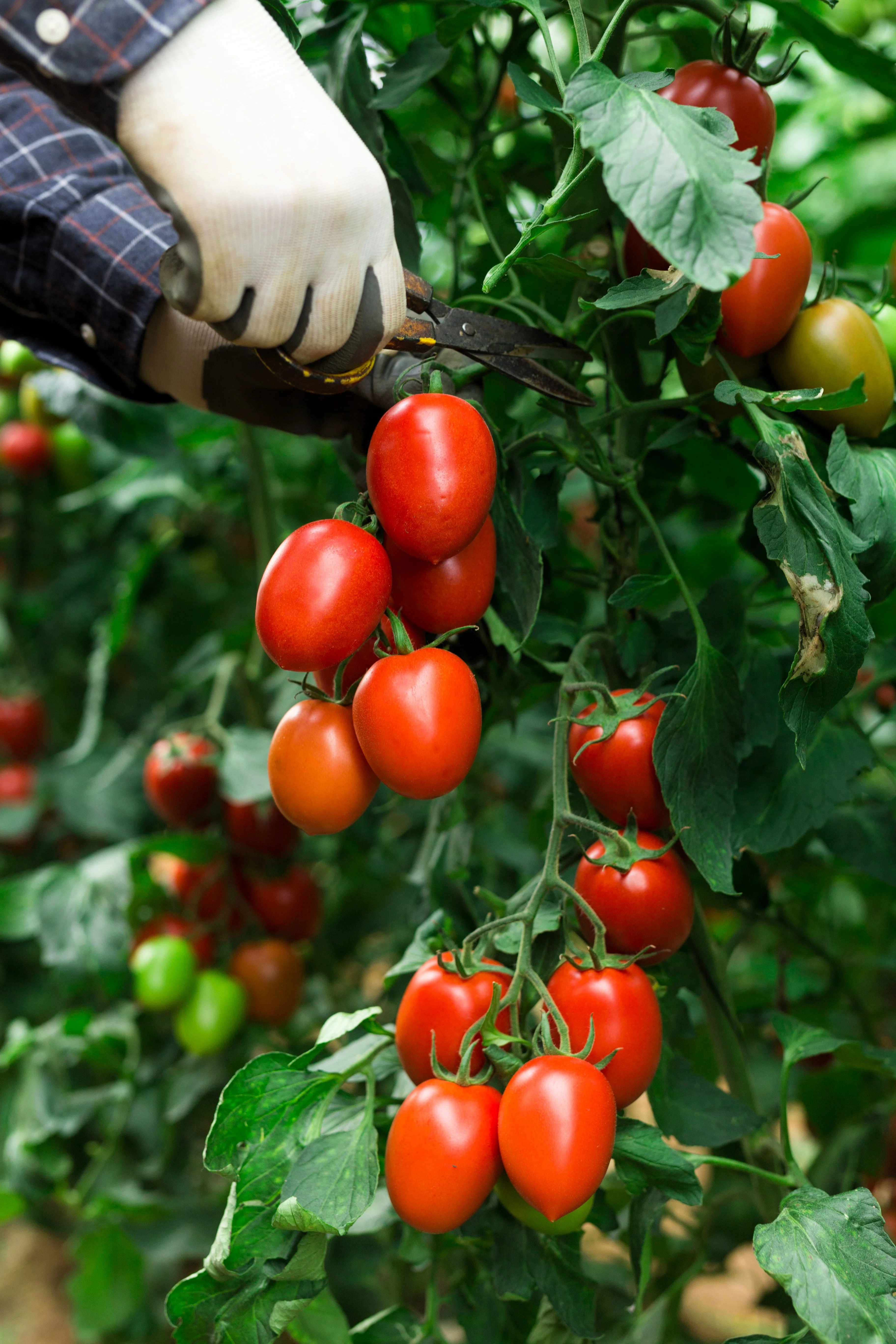 500 ITALIAN ROMA TOMATO Lycopersicon Lycopersicum Fruit Vegetable Seeds - Image 8
