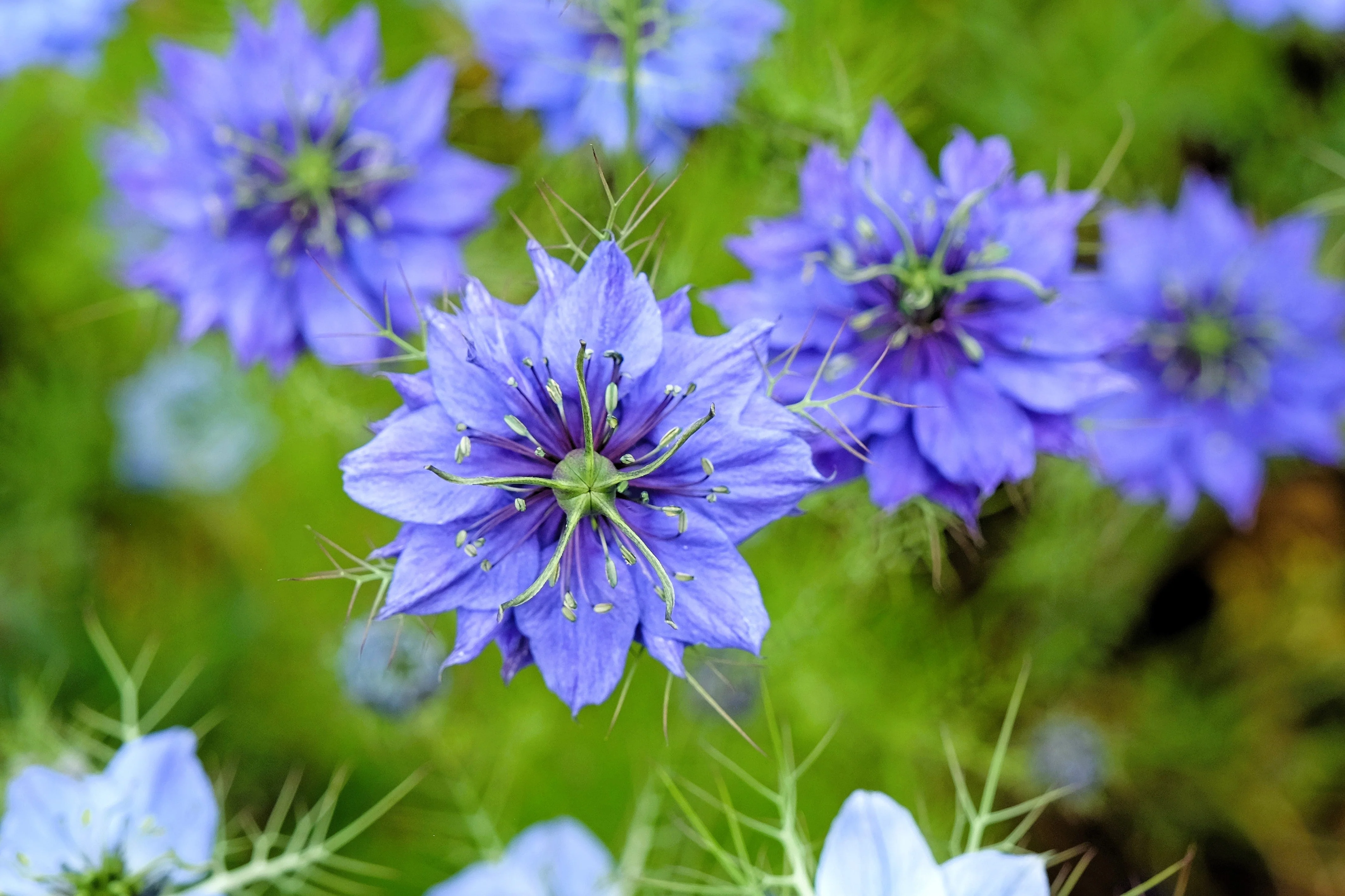 500 LOVE IN A MIST Miss Jekyll Blue ( Fennel Flower ) Nigella Damascena Flower Seeds - Image 3