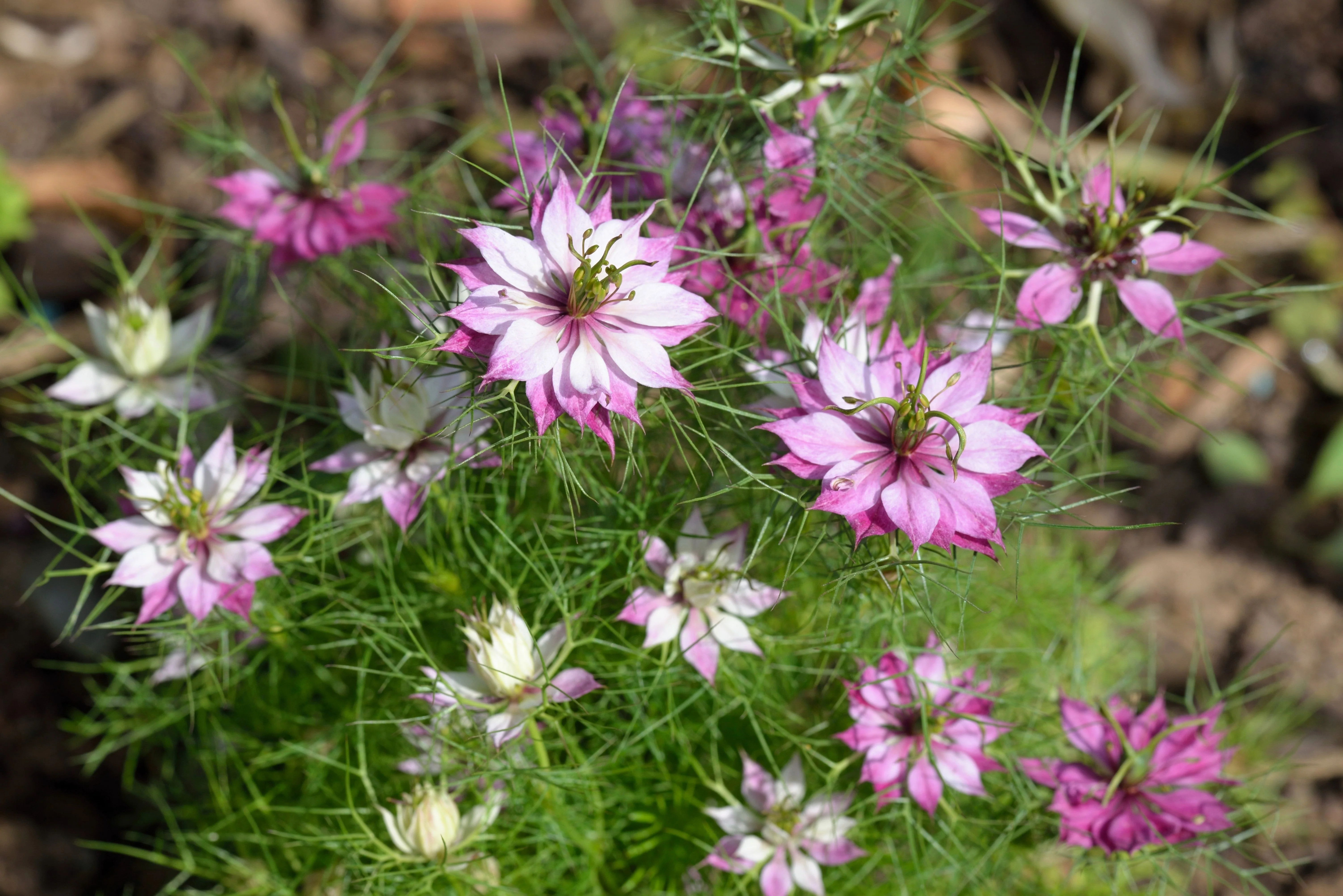 500 LOVE In A MIST PERSIAN Jewels Mixed Colors (Fennel Flower) Nigella Damascena Flower Seeds - Image 11