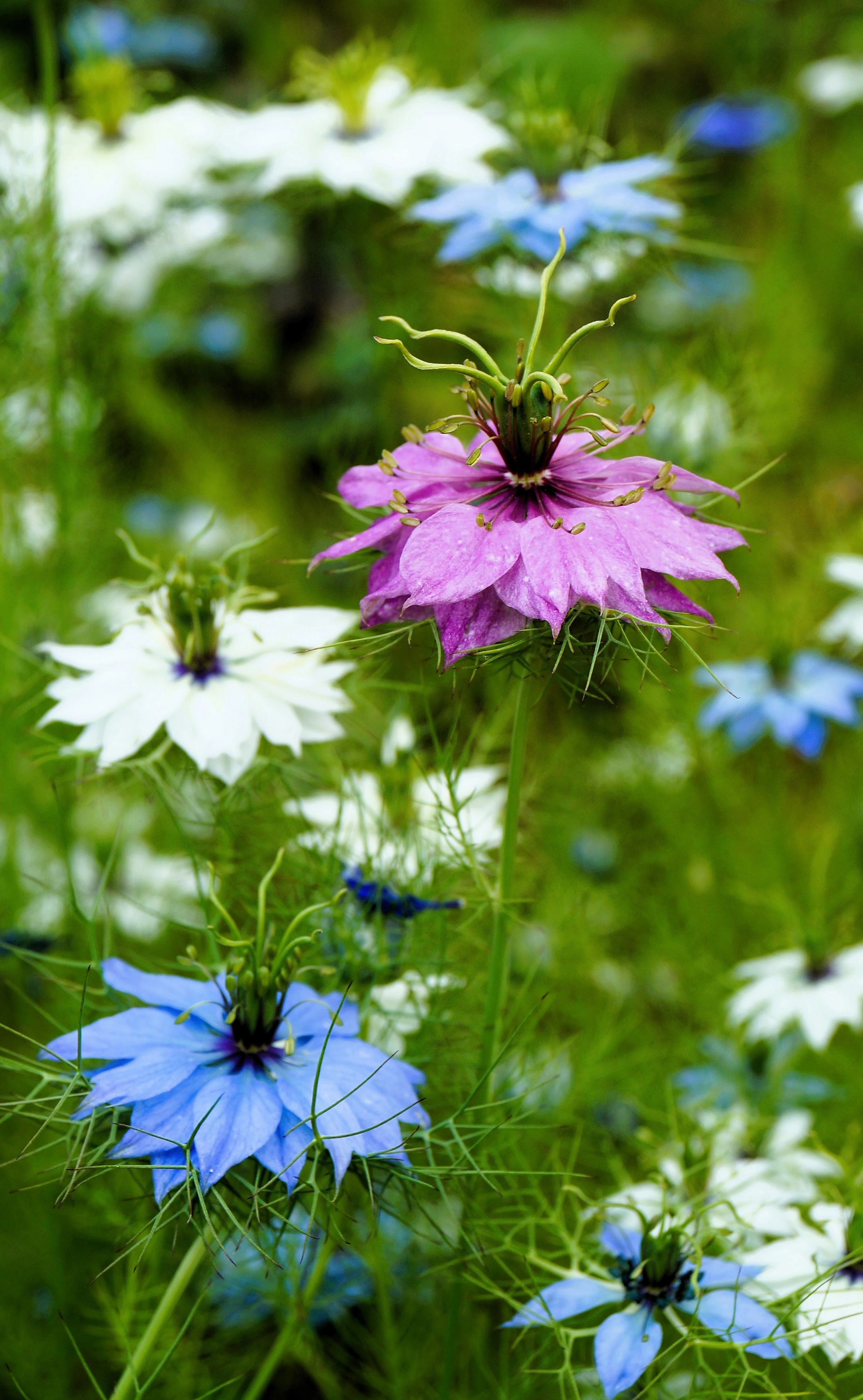 500 LOVE In A MIST PERSIAN Jewels Mixed Colors (Fennel Flower) Nigella Damascena Flower Seeds - Image 12