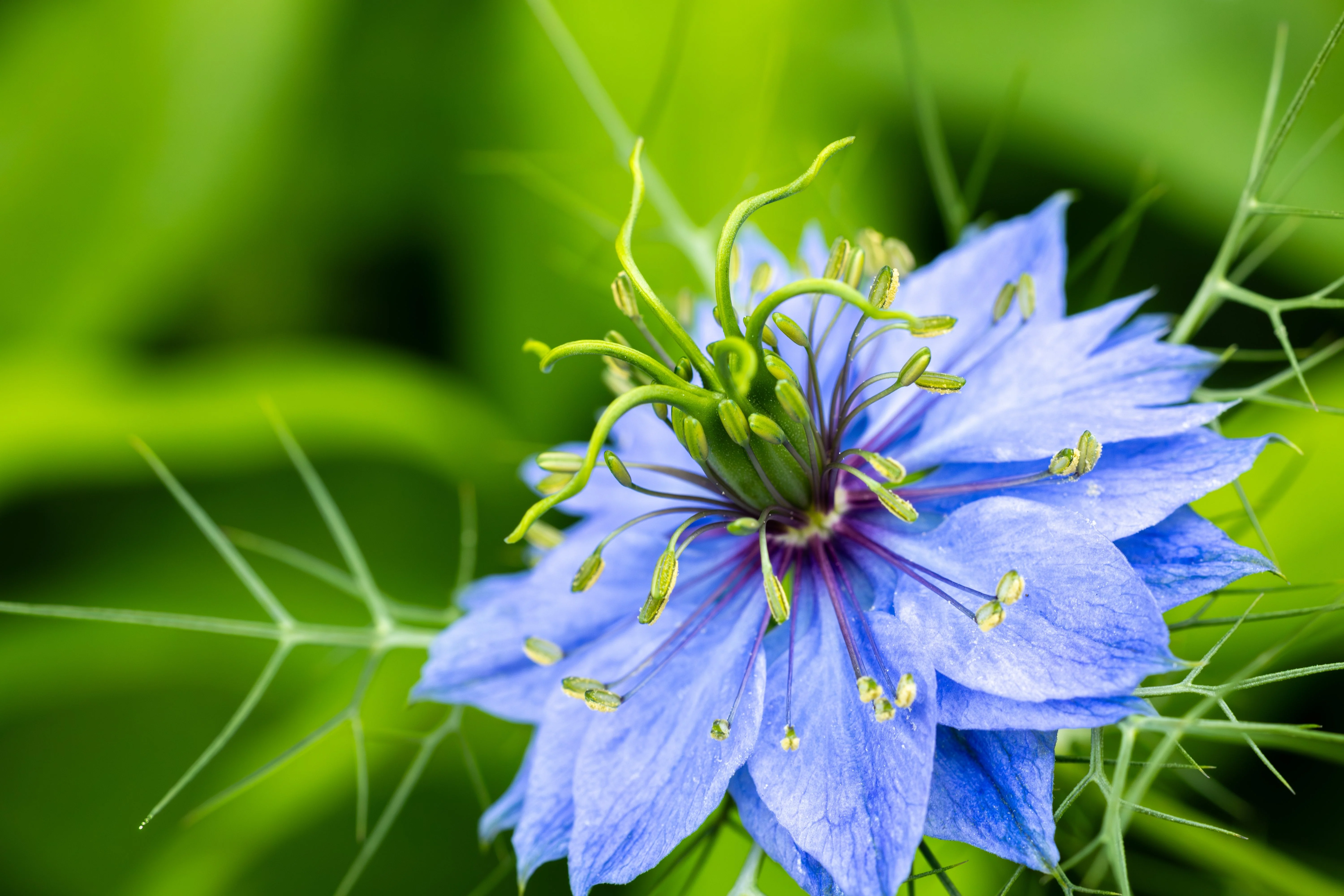 500 LOVE In A MIST PERSIAN Jewels Mixed Colors (Fennel Flower) Nigella Damascena Flower Seeds - Image 8