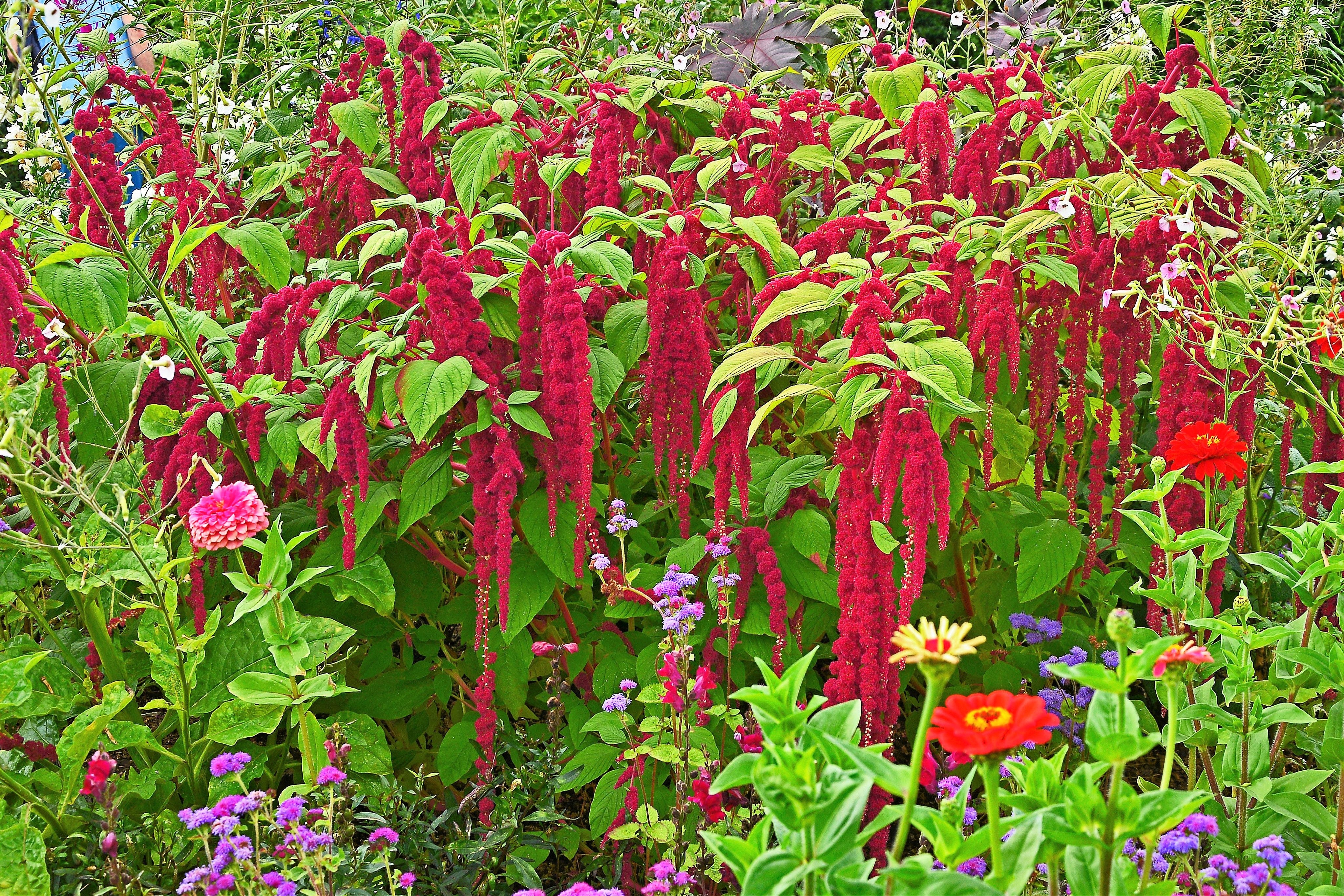500 LOVE LIES BLEEDING Amaranthus Caudatus (Kiss Me Over The Garden Gate) Flower Seeds - Image 6