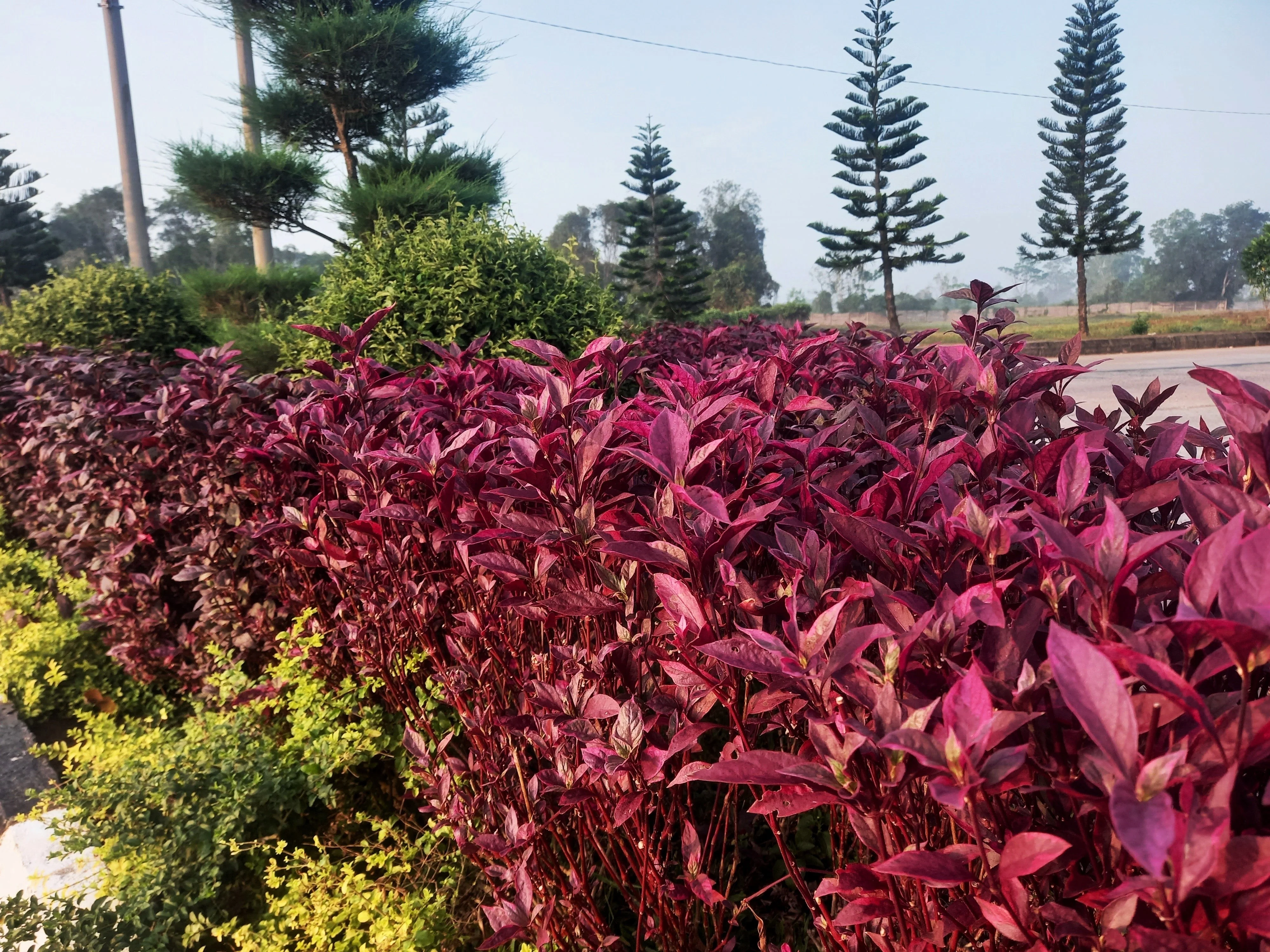 500 MIDNIGHT RED AMARANTHUS Cruentus Amaranth Flower Leaf Vegetable Seeds - Image 7