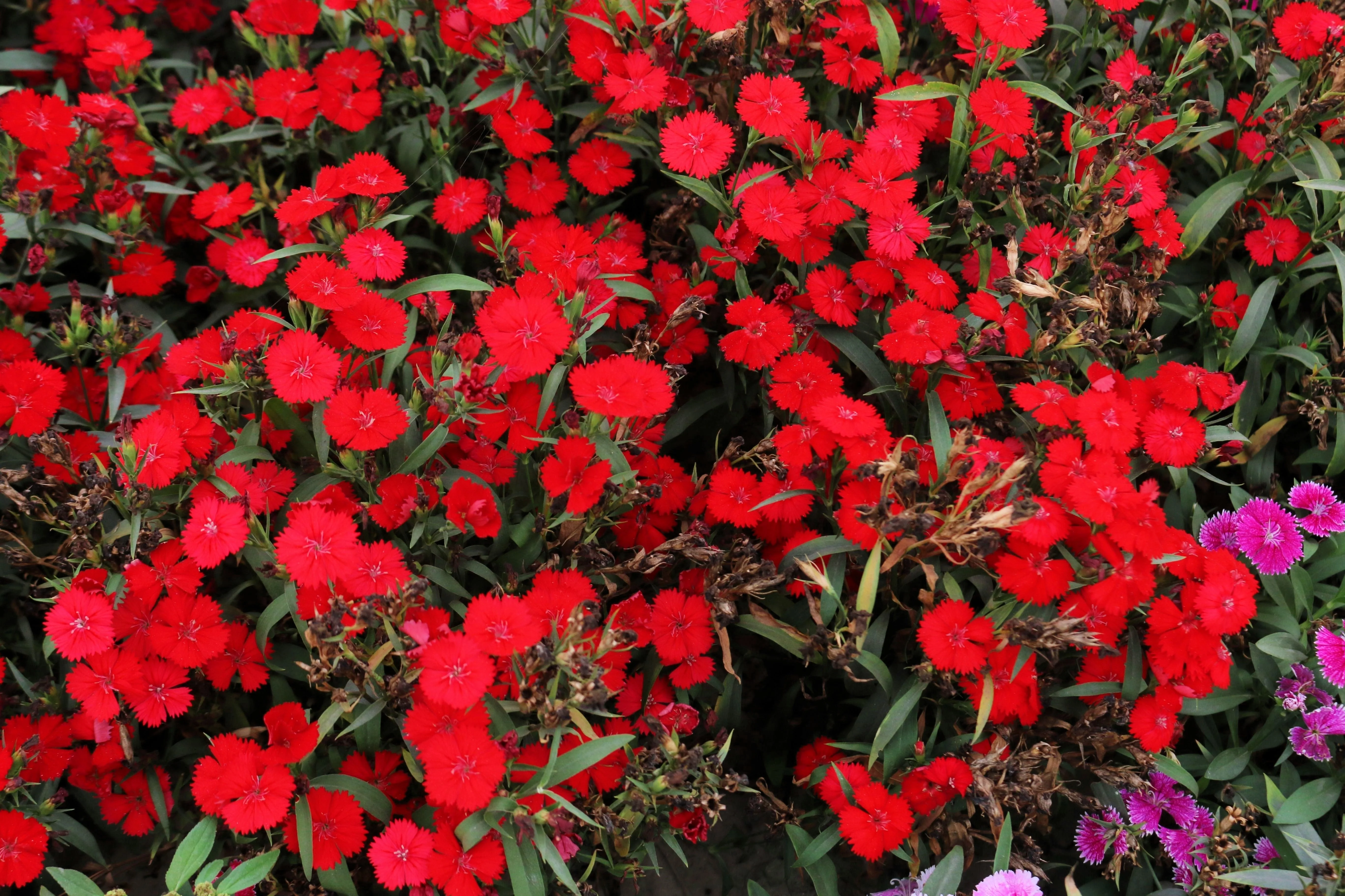 500 MIXED CHINESE PINKS China Rainbow Pink Dianthus Chinensis Bicolor Flower Seeds - Image 10