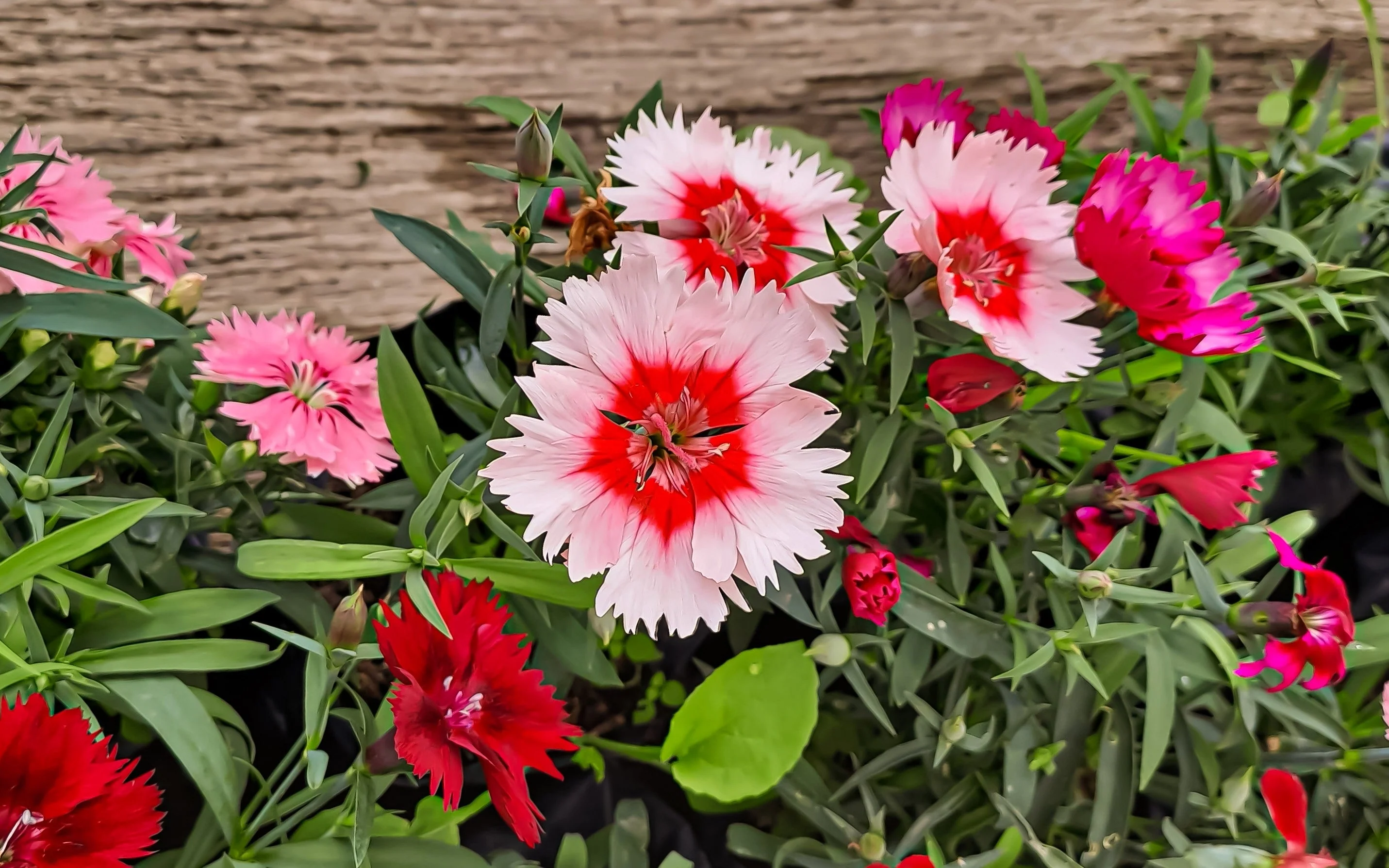 500 MIXED CHINESE PINKS China Rainbow Pink Dianthus Chinensis Bicolor Flower Seeds - Image 11