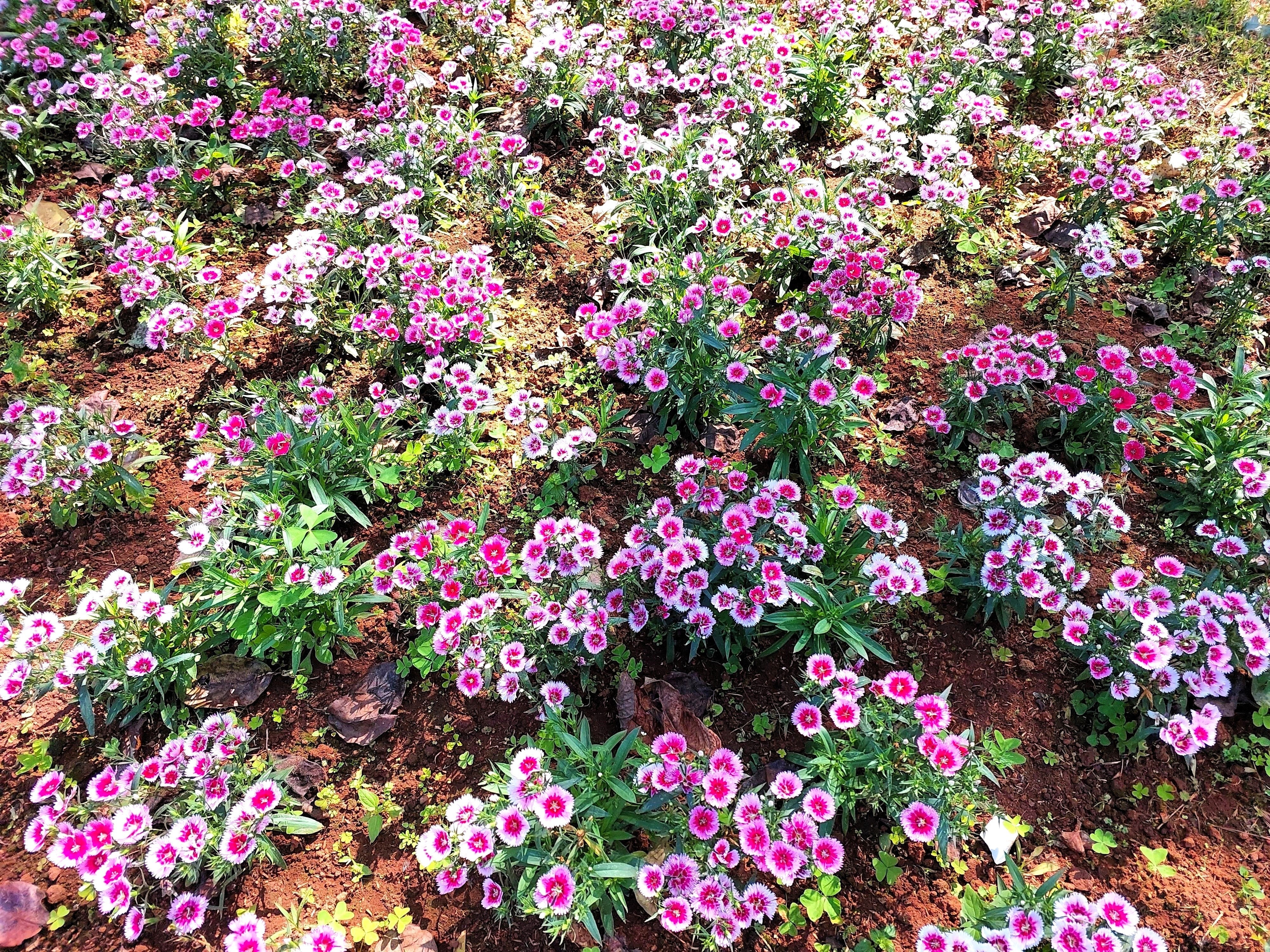 500 MIXED CHINESE PINKS China Rainbow Pink Dianthus Chinensis Bicolor Flower Seeds - Image 12
