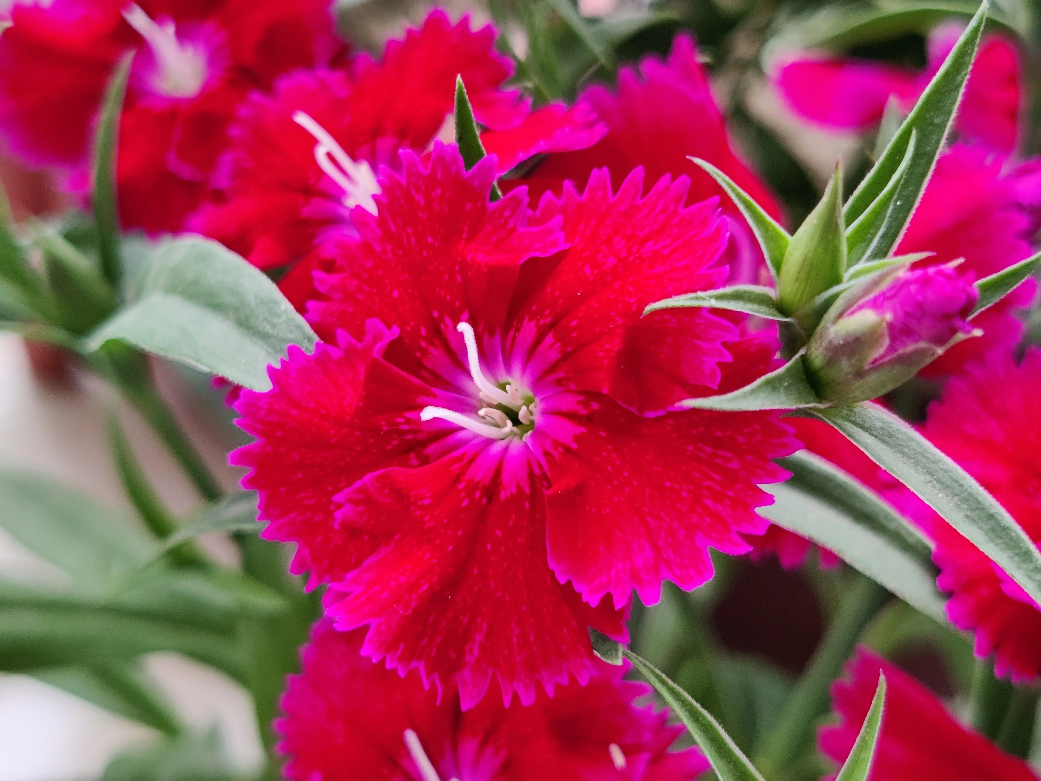 500 MIXED CHINESE PINKS China Rainbow Pink Dianthus Chinensis Bicolor Flower Seeds - Image 13