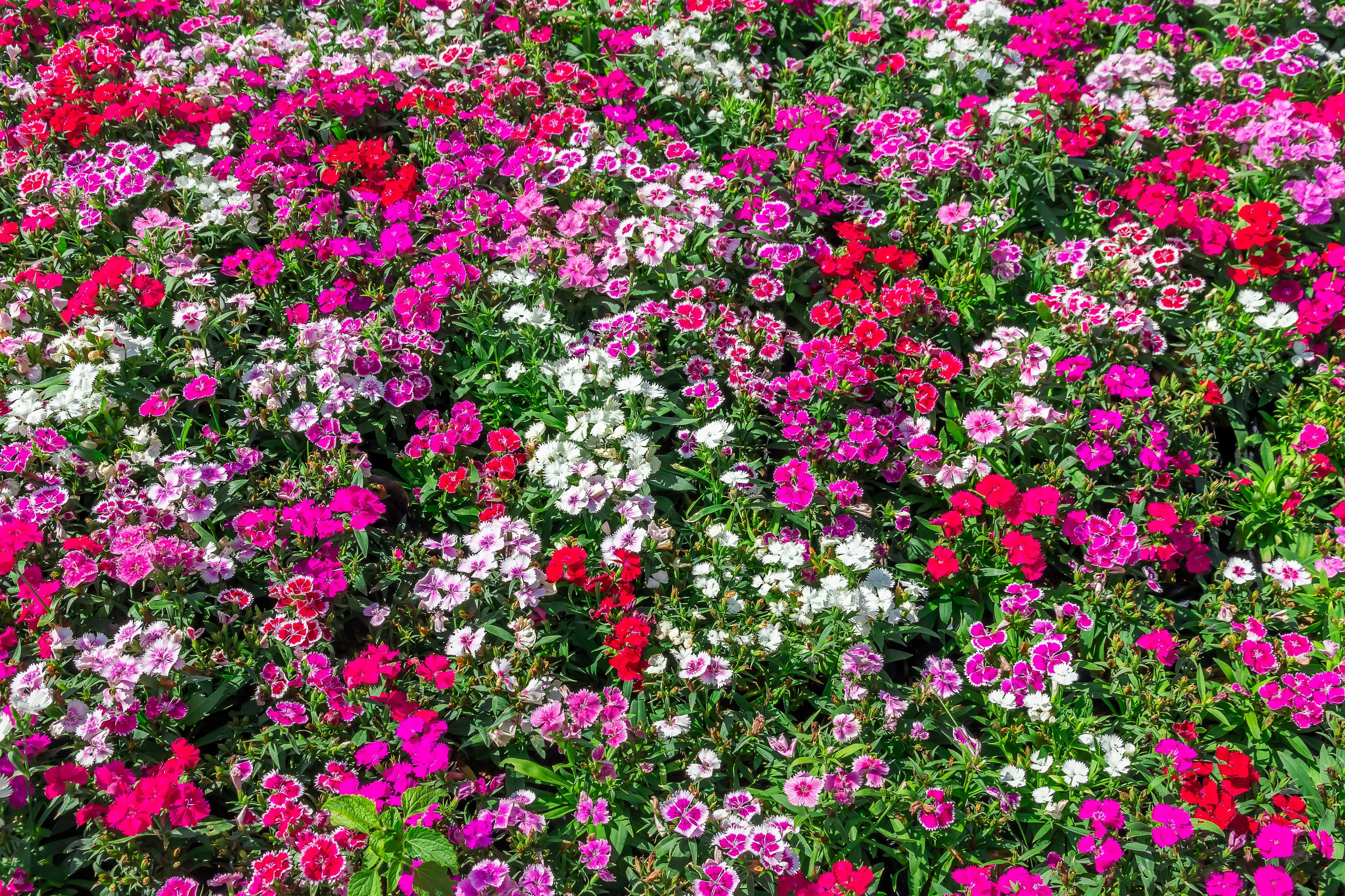 500 MIXED CHINESE PINKS China Rainbow Pink Dianthus Chinensis Bicolor Flower Seeds - Image 4