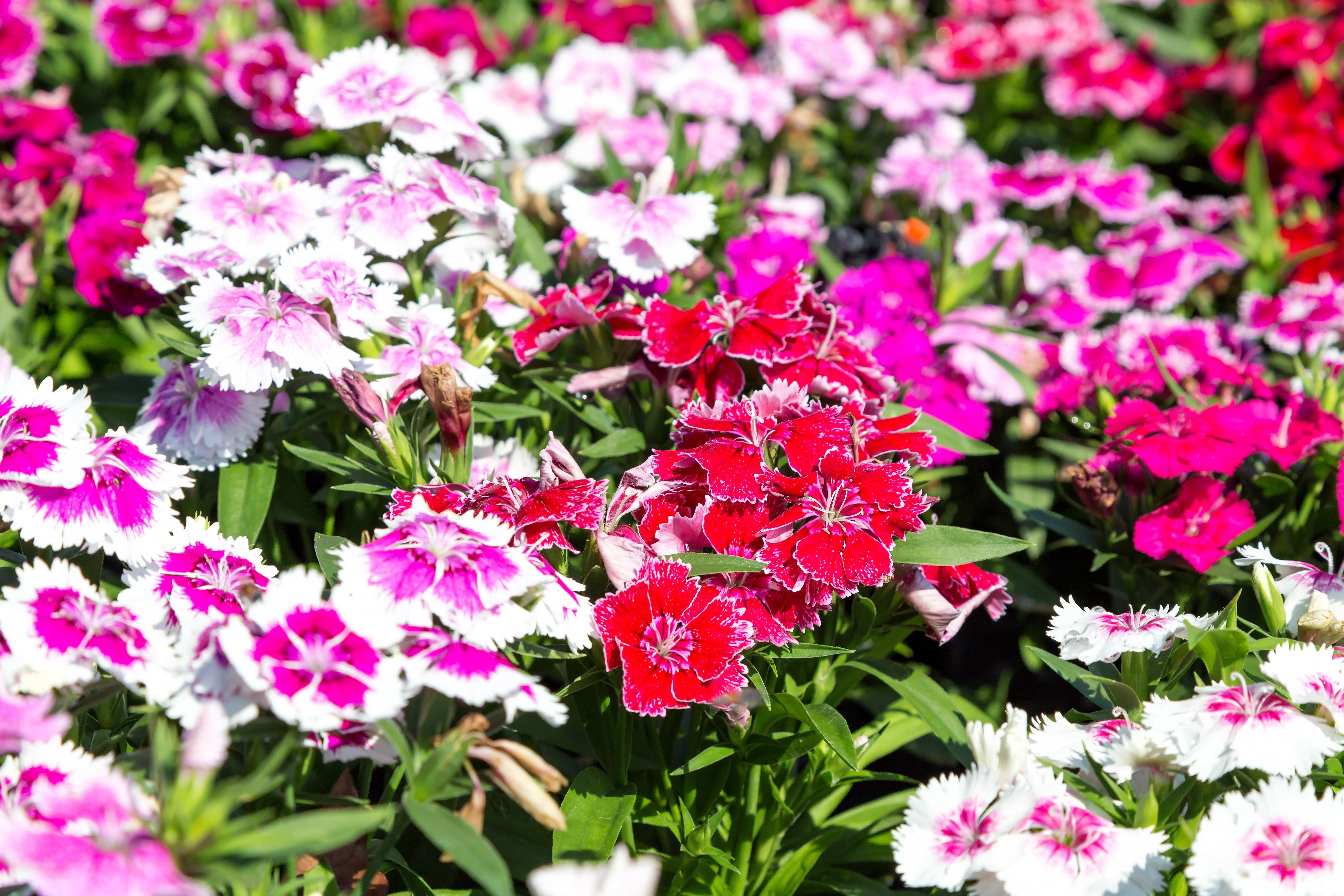500 MIXED CHINESE PINKS China Rainbow Pink Dianthus Chinensis Bicolor Flower Seeds - Image 7