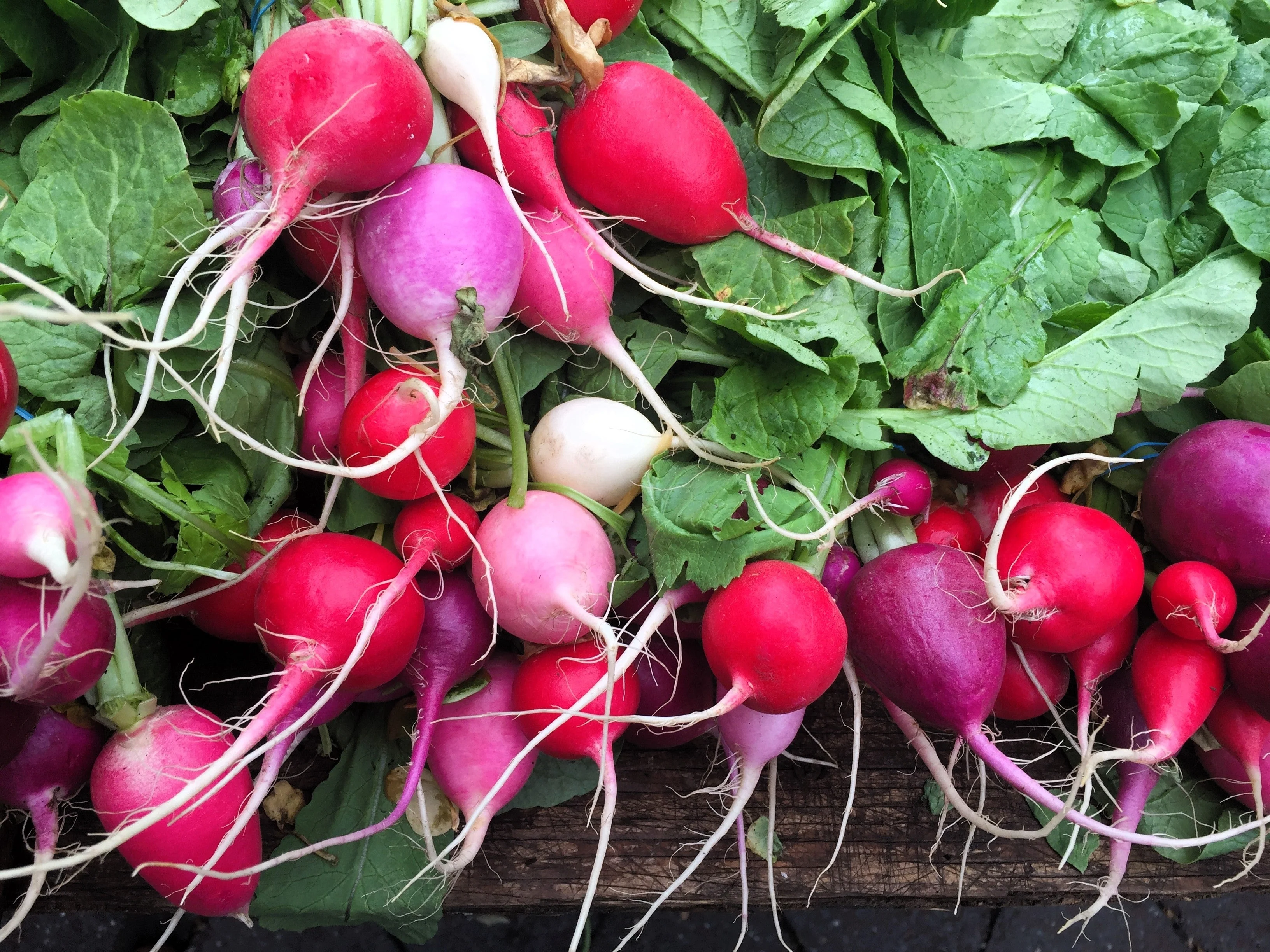 500 Mixed Colors EASTER EGG RADISH Raphanus Sativus Vegetable Seeds - Image 3