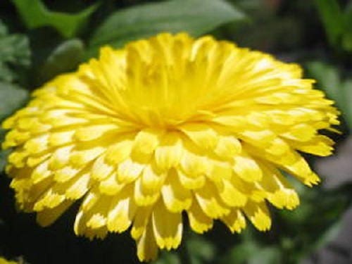 500 Mixed Colors FANCY MIX Pot MARIGOLD Calendula Officinalis Flower Seeds - Image 3