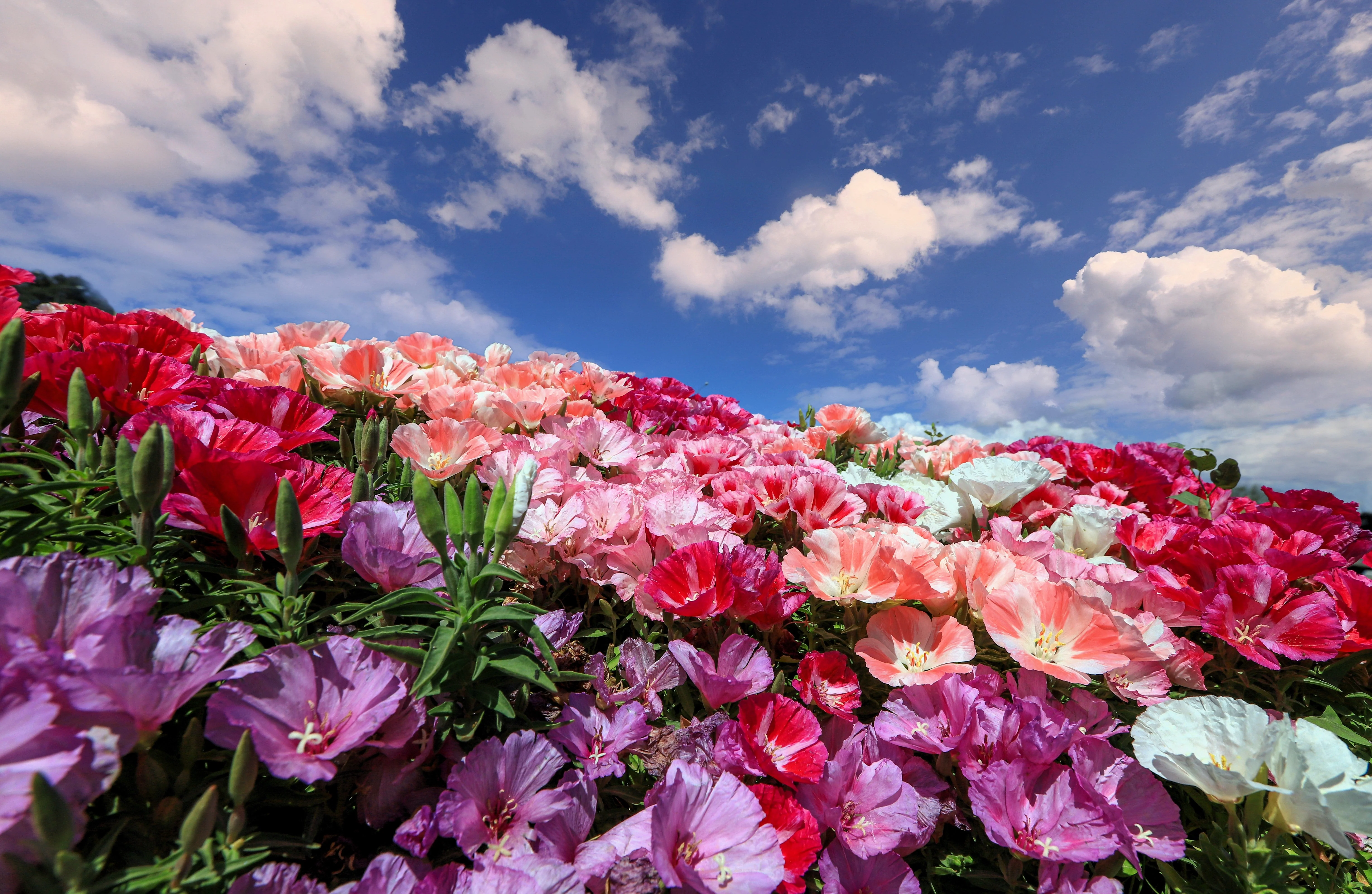 500 MIXED COLORS GODETIA Clarkia Amoena Flower Seeds - Image 5