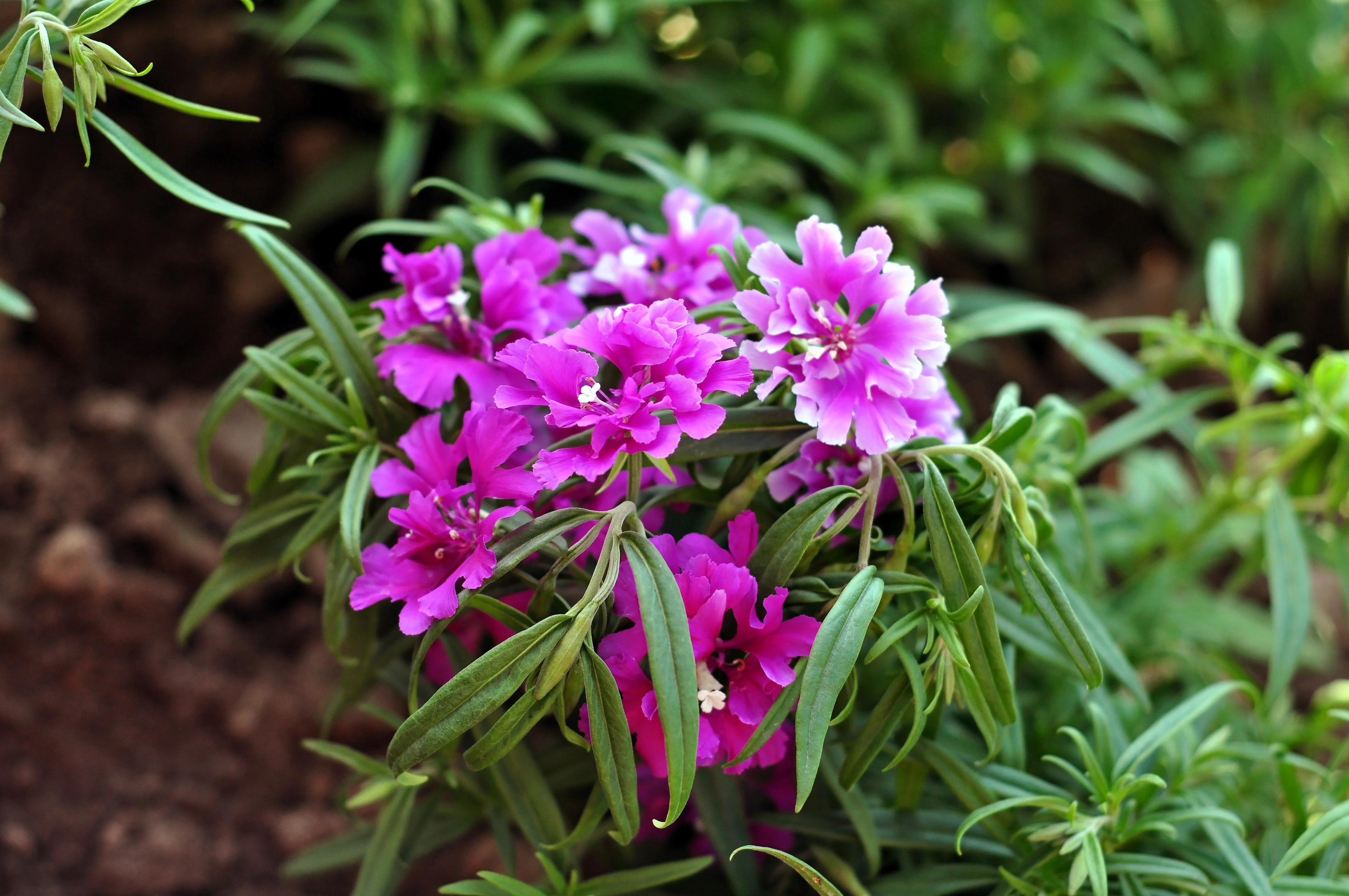 500 MIXED ELEGANT CLARKIA Mountain Garland Elegans Pink Purple Red Mix Flower Seeds - Image 4