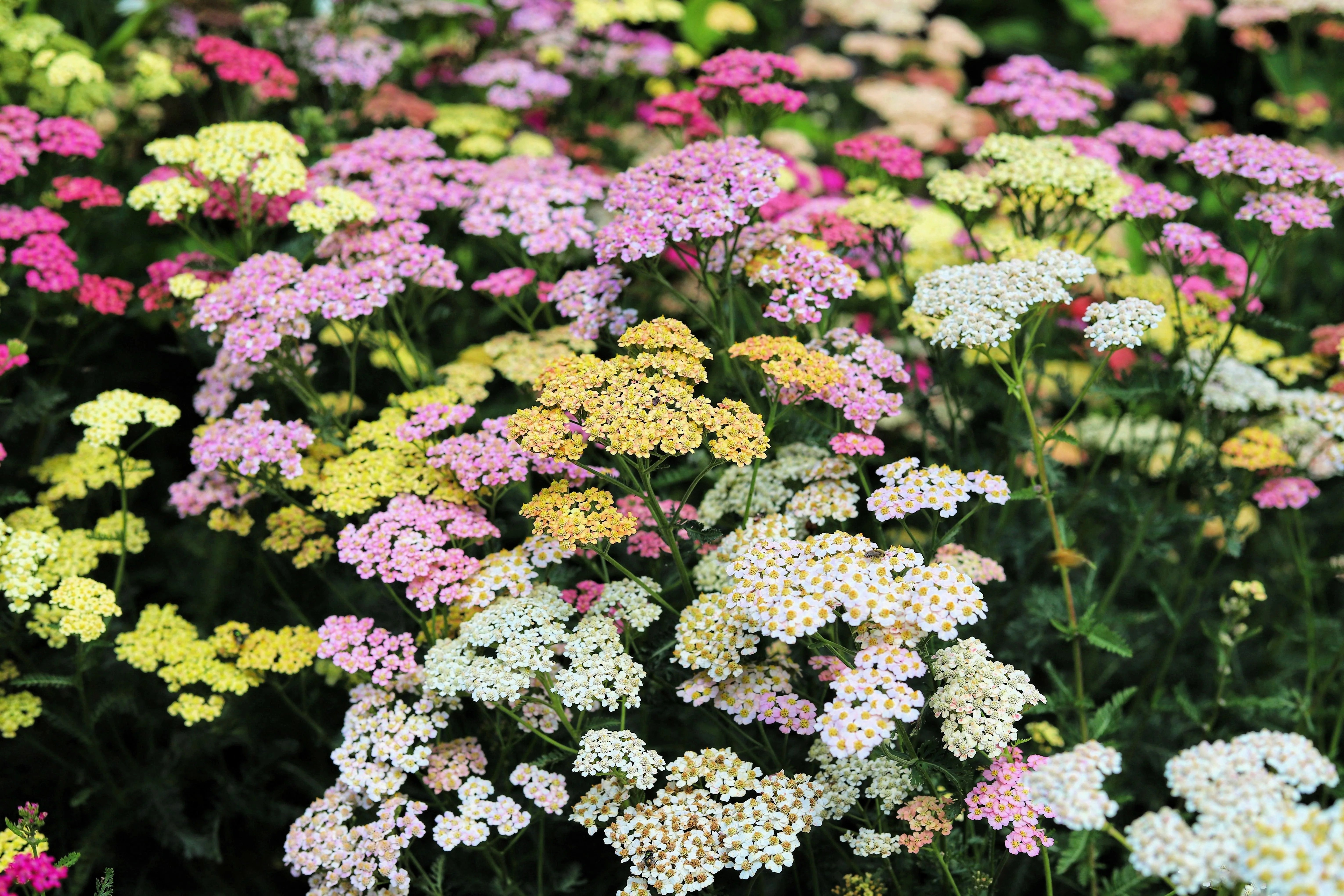 500 MIXED SUMMER YARROW Achillea Millefolium Red Pink White Gold Peach Herb Flower Seeds - Image 2