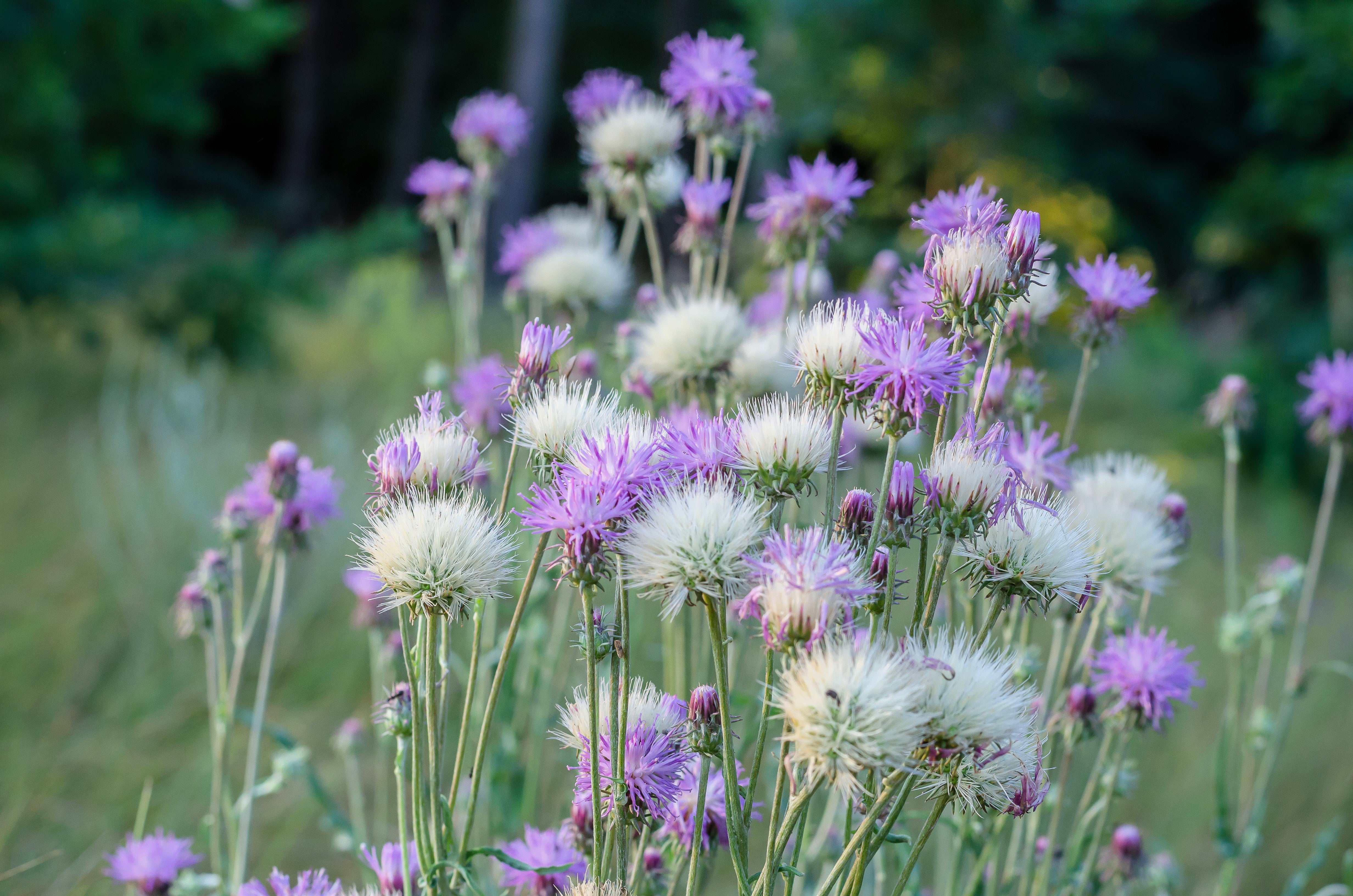 500 MIXED SWEET SULTAN Imperialis Mix Amberboa Moschata Centaurea Flower Seeds - Pink, Rose, Lilac, Purple, Mauve, White, & Yellow - Image 3