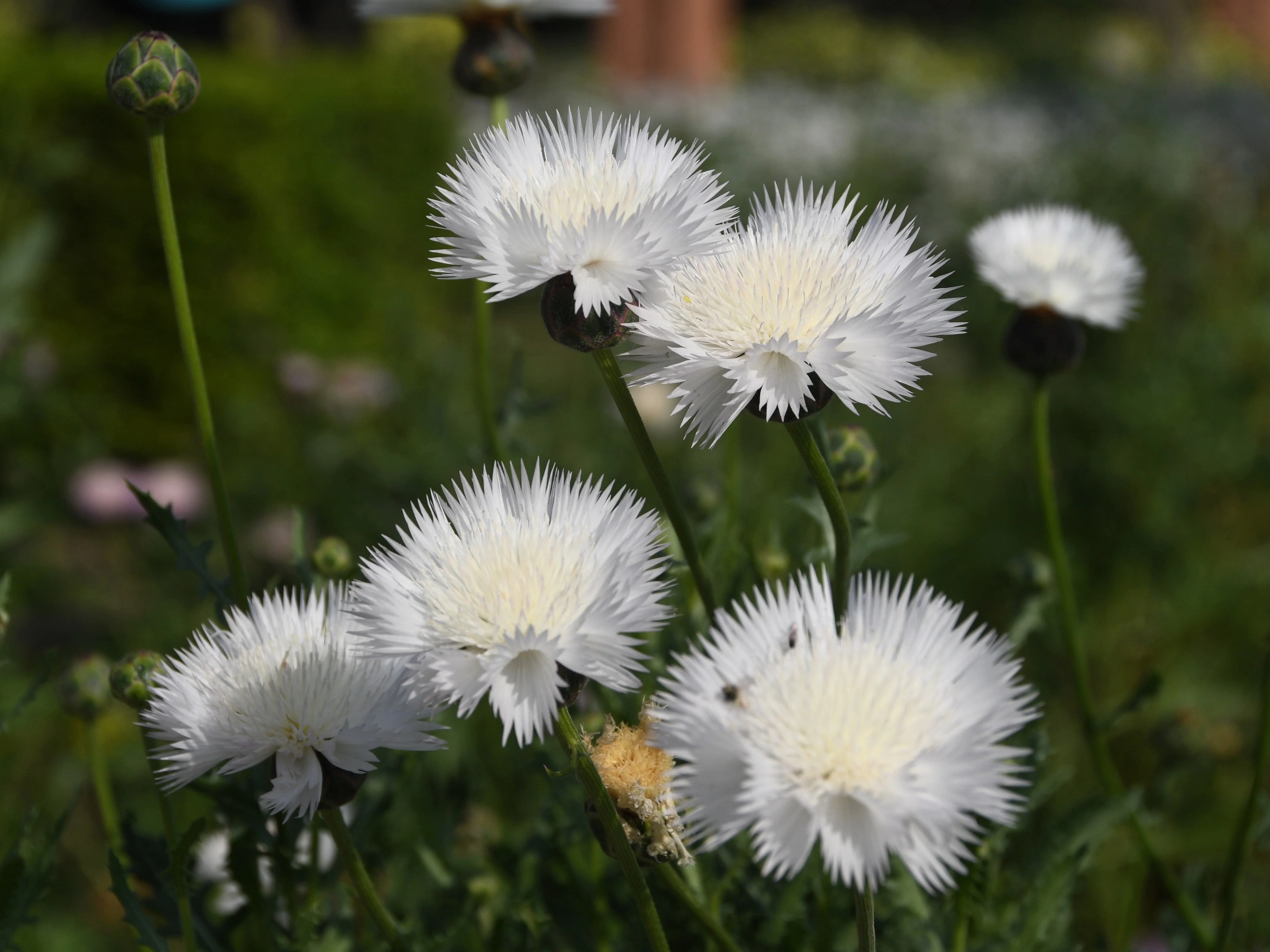 500 MIXED SWEET SULTAN Imperialis Mix Amberboa Moschata Centaurea Flower Seeds - Pink, Rose, Lilac, Purple, Mauve, White, & Yellow - Image 4