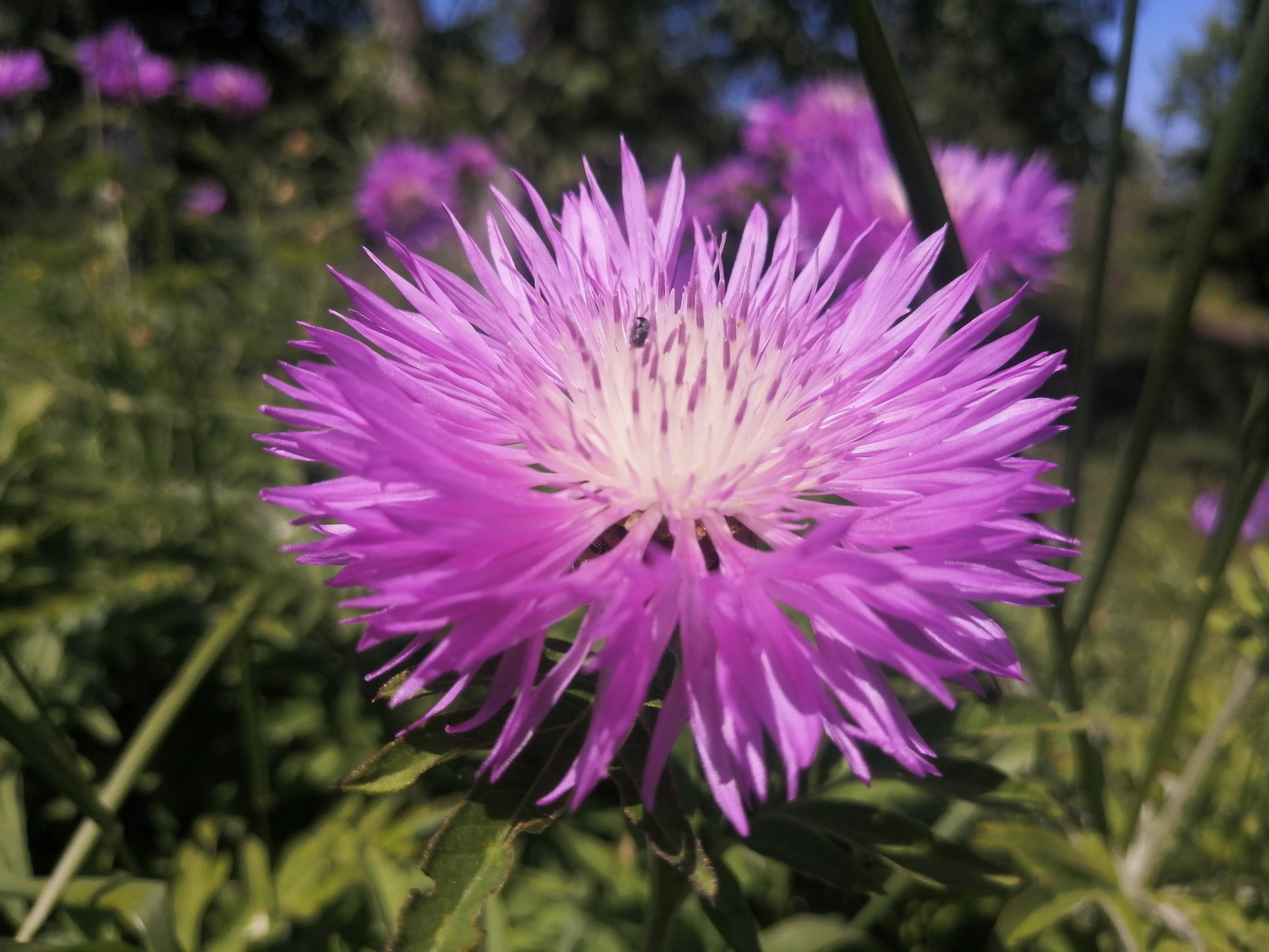 500 MIXED SWEET SULTAN Imperialis Mix Amberboa Moschata Centaurea Flower Seeds - Pink, Rose, Lilac, Purple, Mauve, White, & Yellow - Image 5