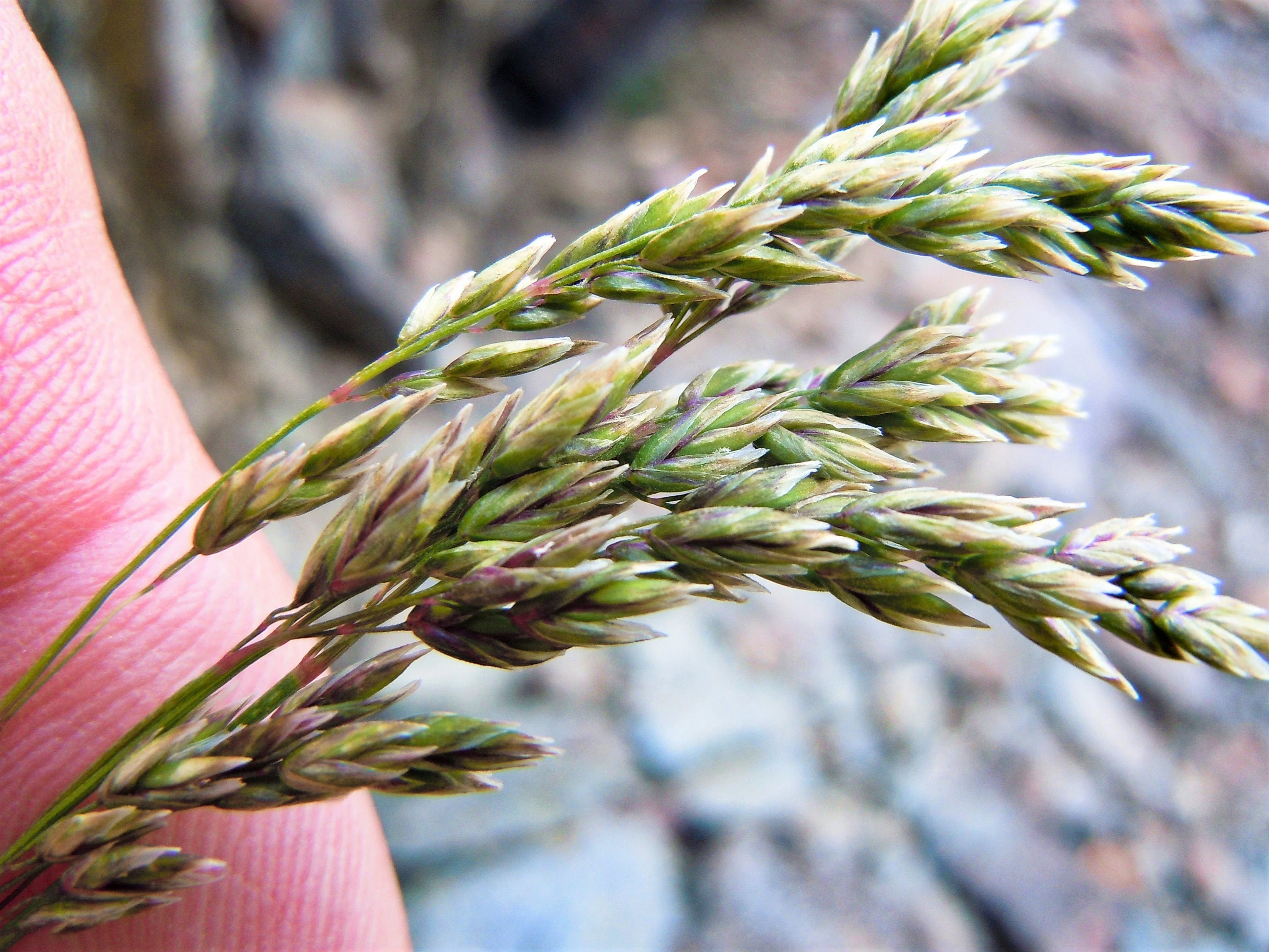 500 MUTTONGRASS Poa Fendleriana Eragrostis Mutton Grass Bluegrass Native Seeds - Image 2