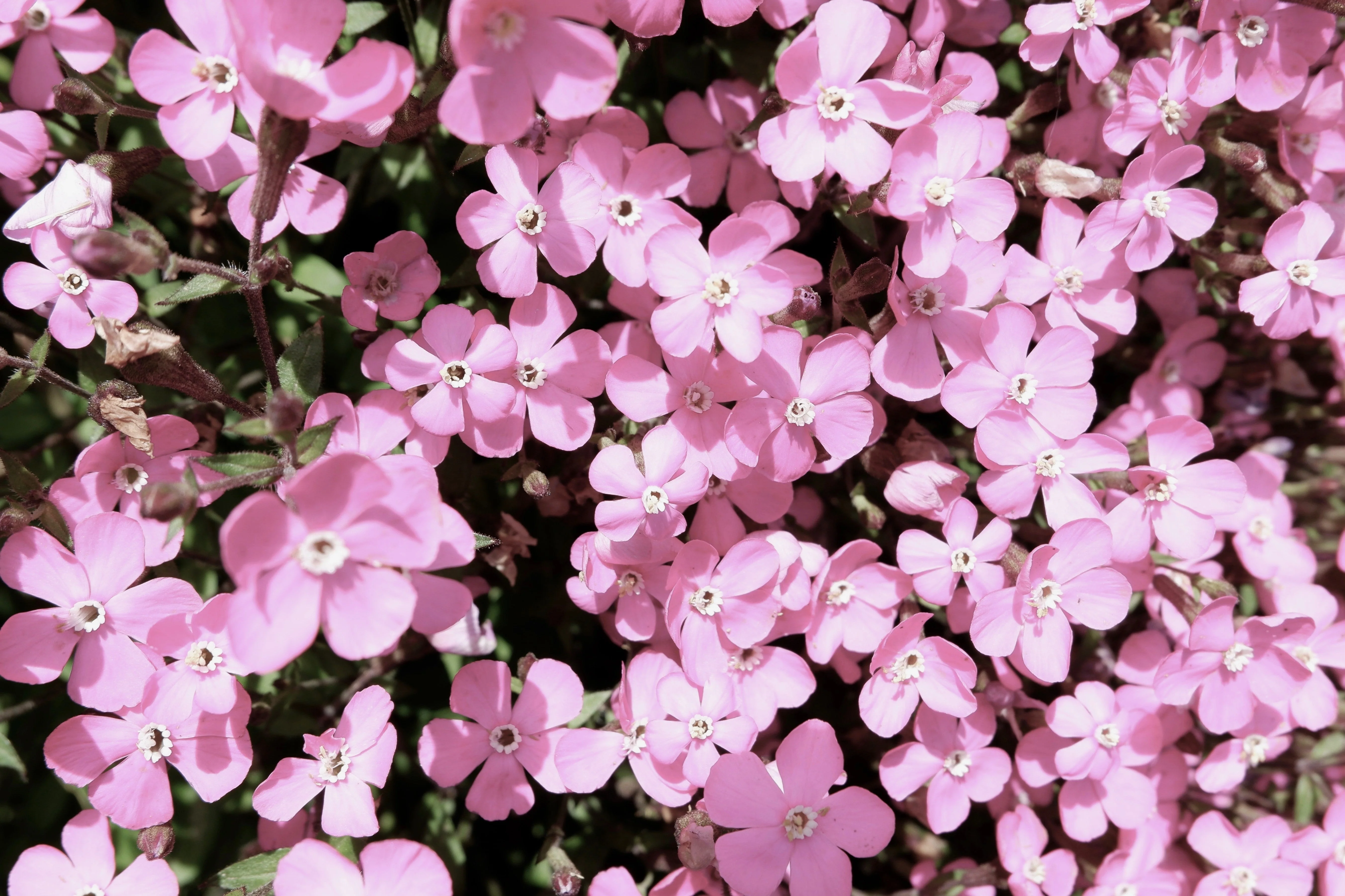 500 Oculata MIXED COLORS VISCARIA (Rose of Heaven / Rose Angel) Silene Coeli-Rosa Flower Seeds - Image 3