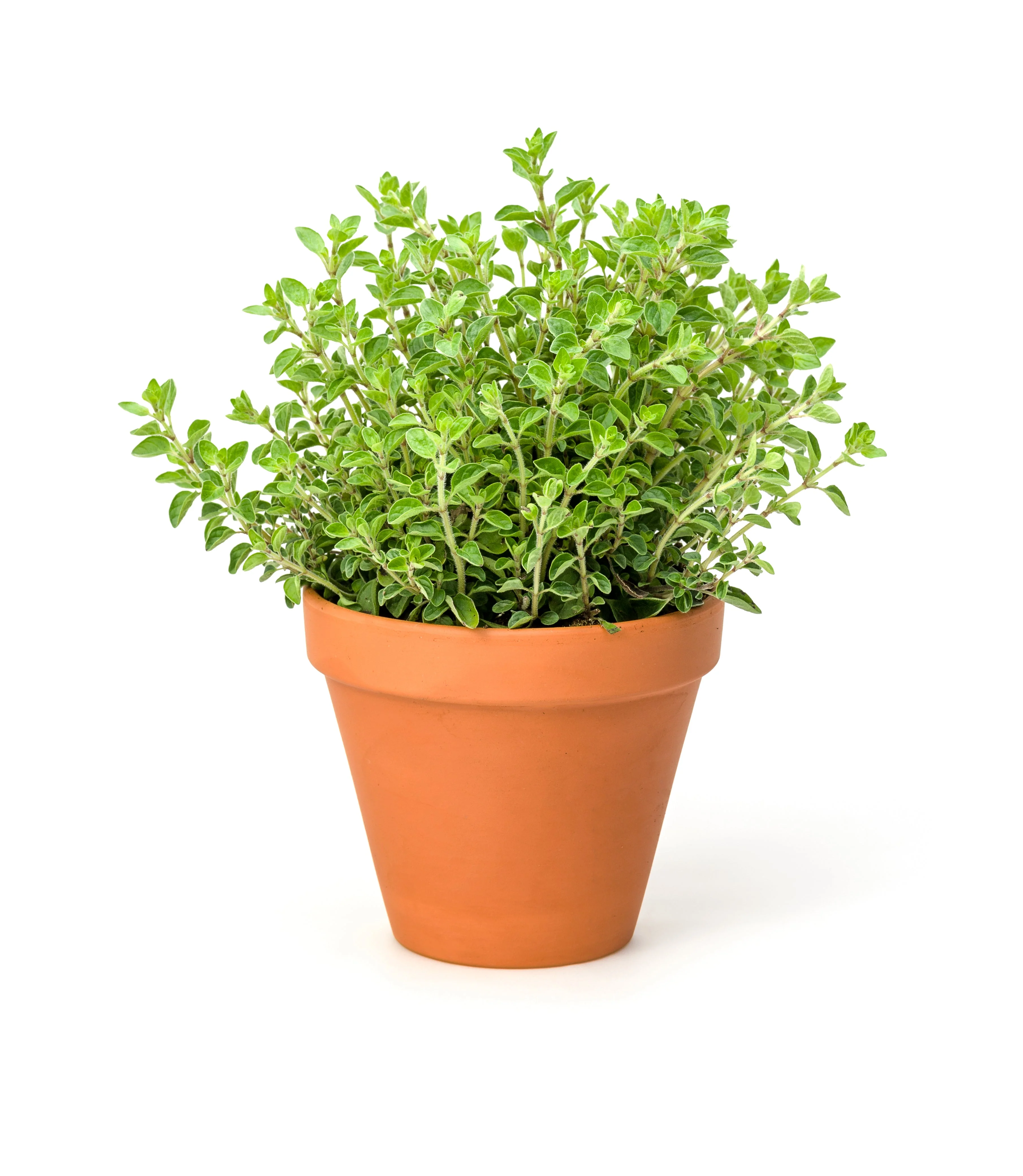 500 OREGANO Origanum Vulgare Herb Purple Butterfly Flower Seeds - Image 10