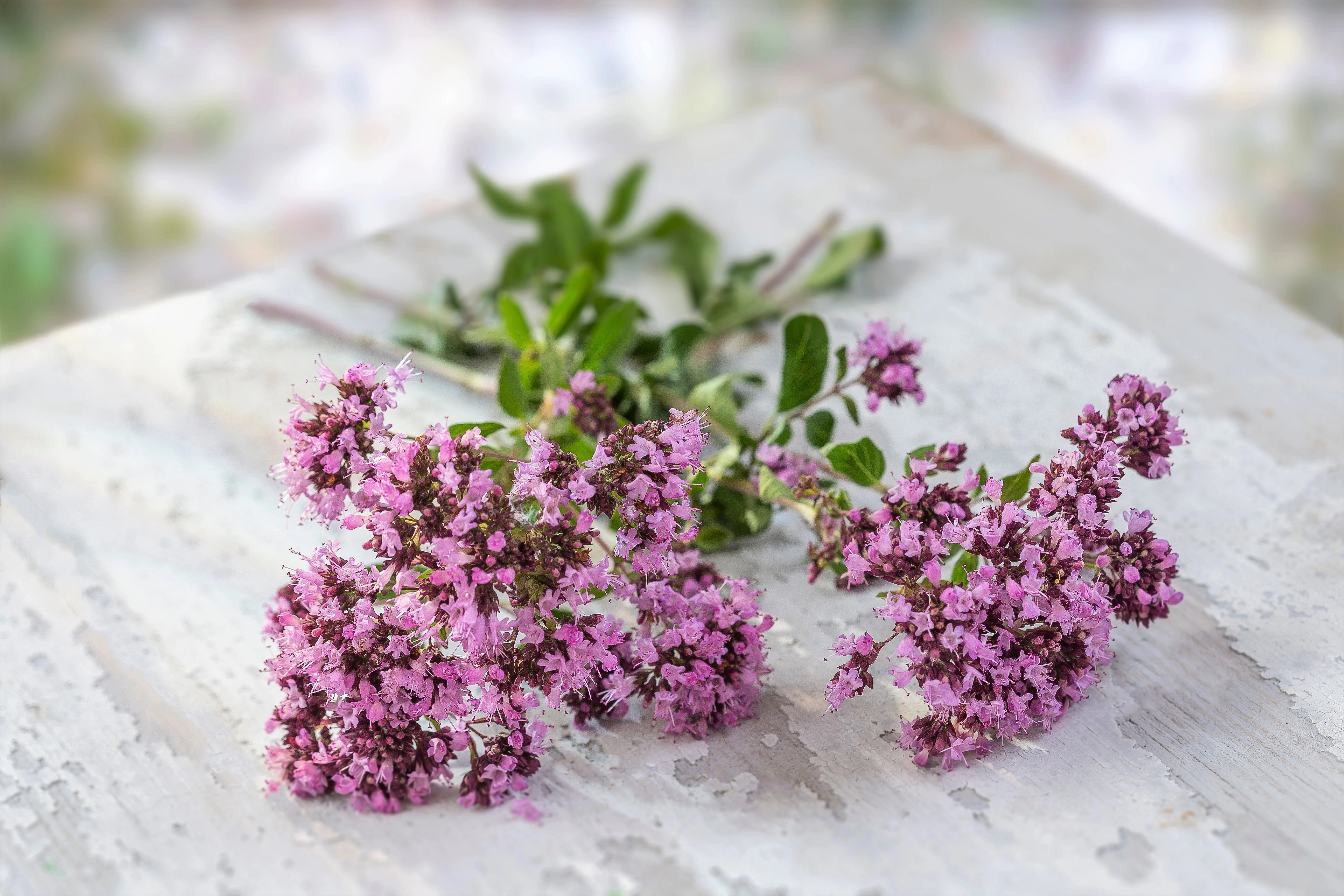500 OREGANO Origanum Vulgare Herb Purple Butterfly Flower Seeds - Image 3