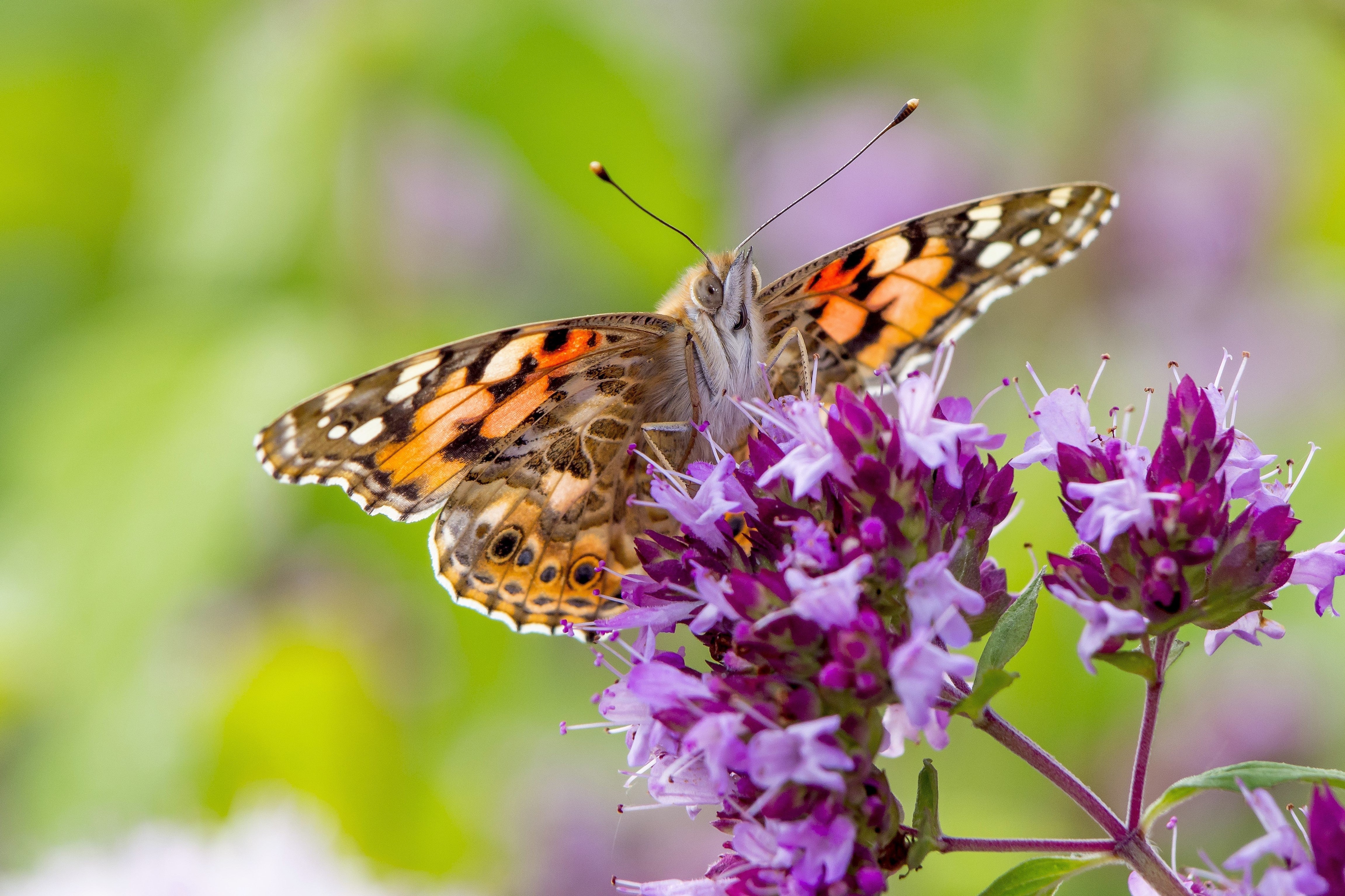 500 OREGANO Origanum Vulgare Herb Purple Butterfly Flower Seeds - Image 9