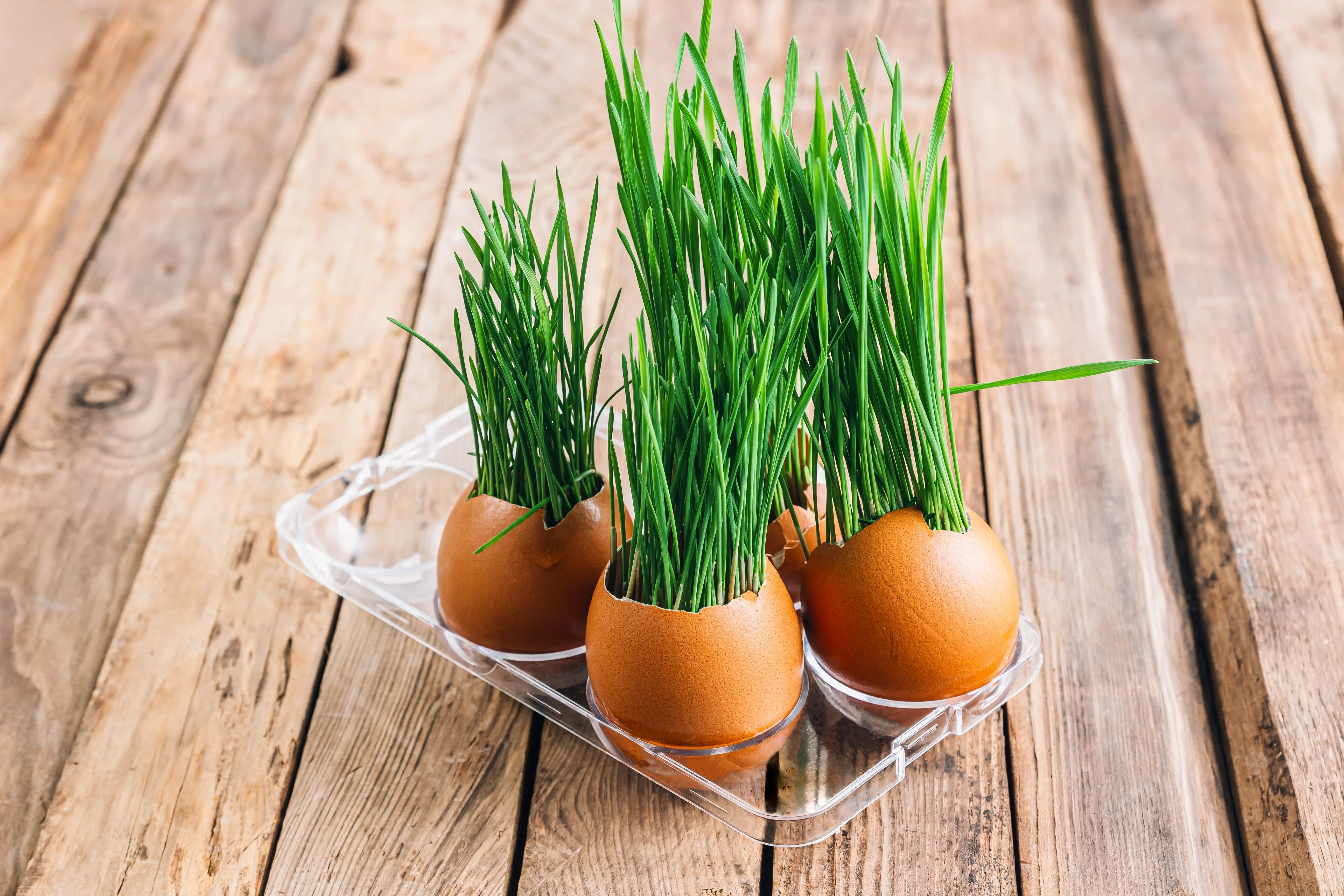 500 Organic CAT GRASS WHEAT Grass Pet Grass Wheatgrass Catgrass Triticum Aestivum Seeds - Image 11